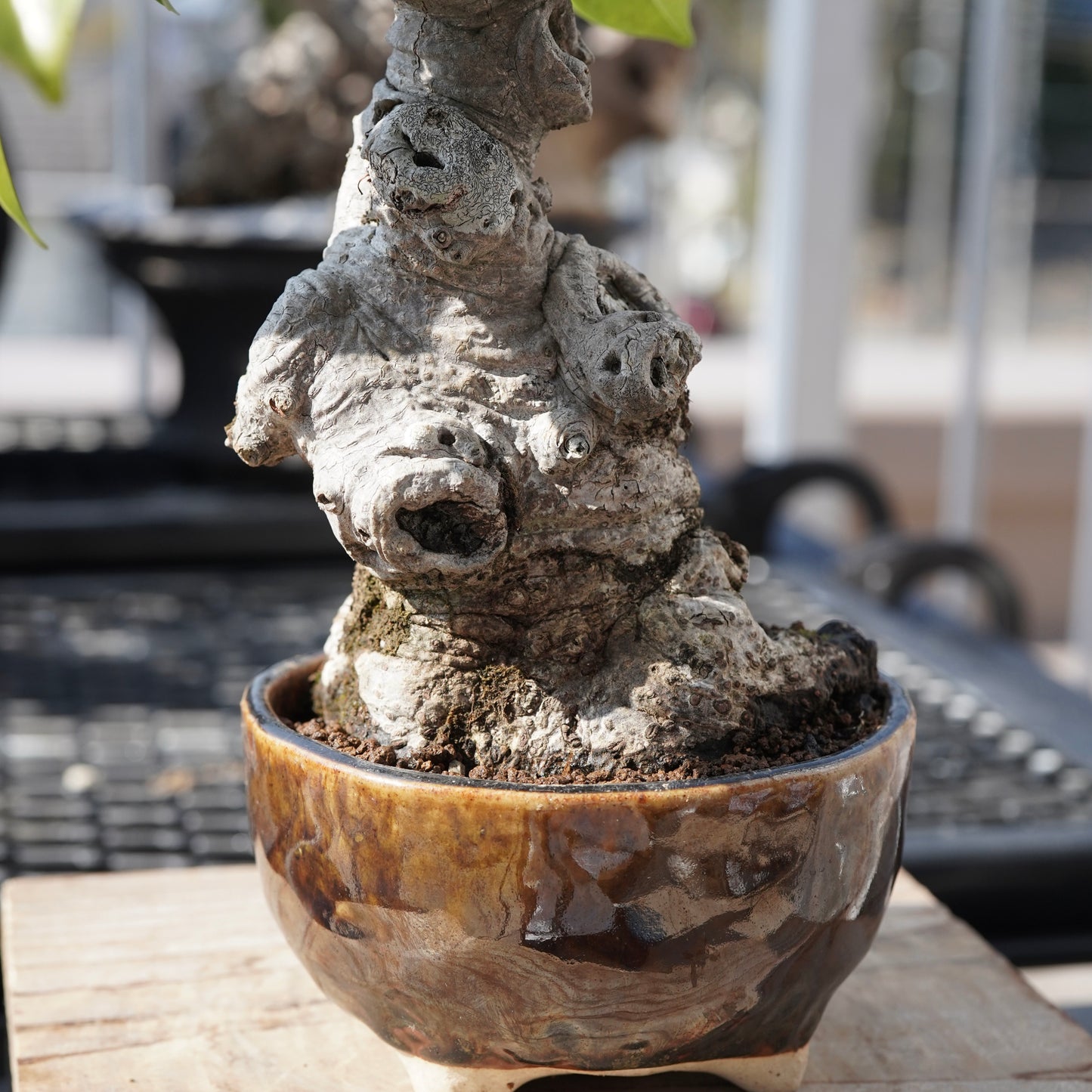 Ficus microcarpa（ガジュマル）No.6