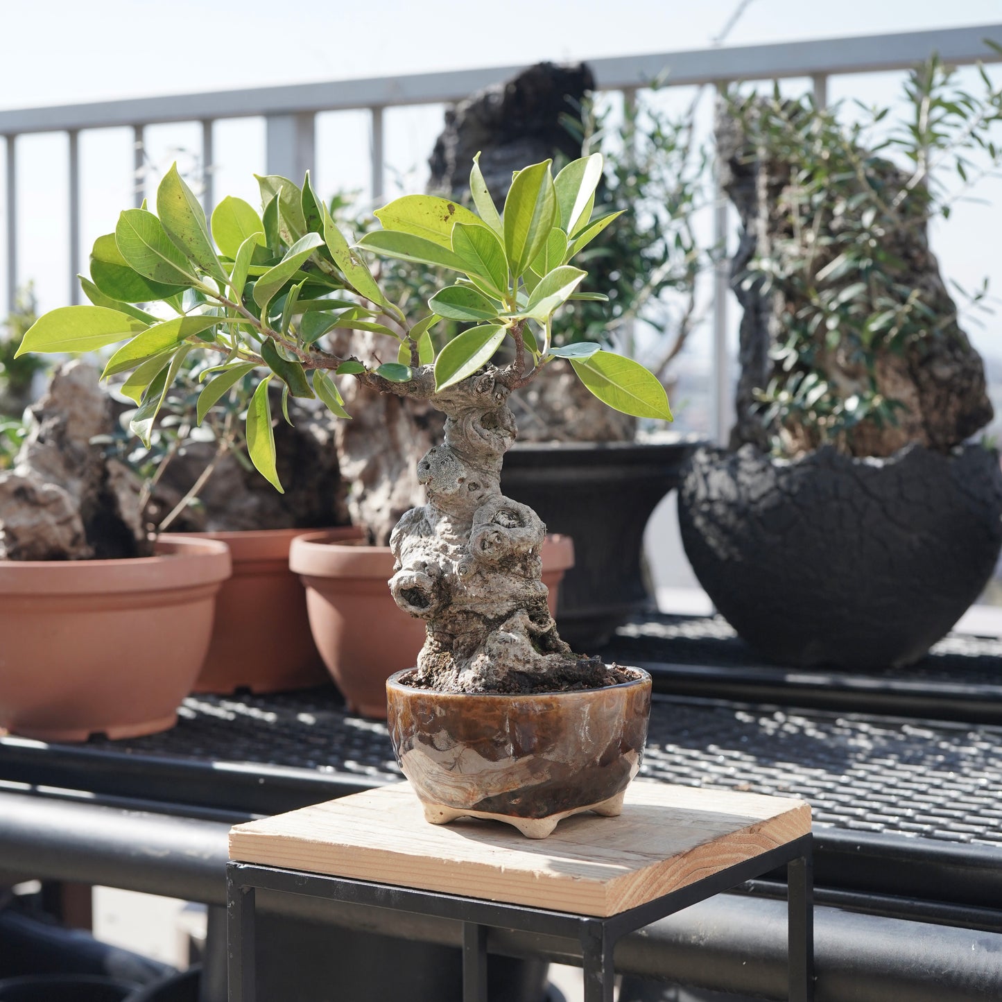 Ficus microcarpa（ガジュマル）No.6