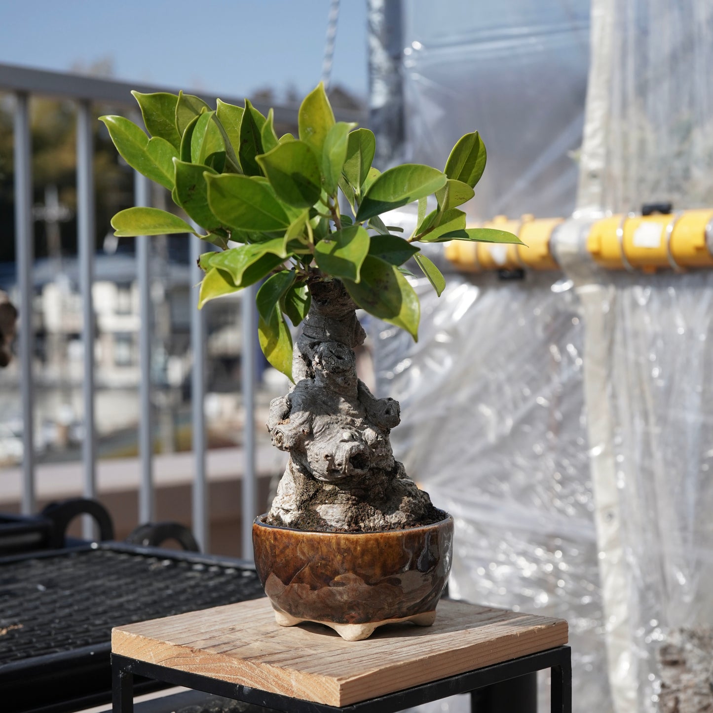 Ficus microcarpa（ガジュマル）No.6