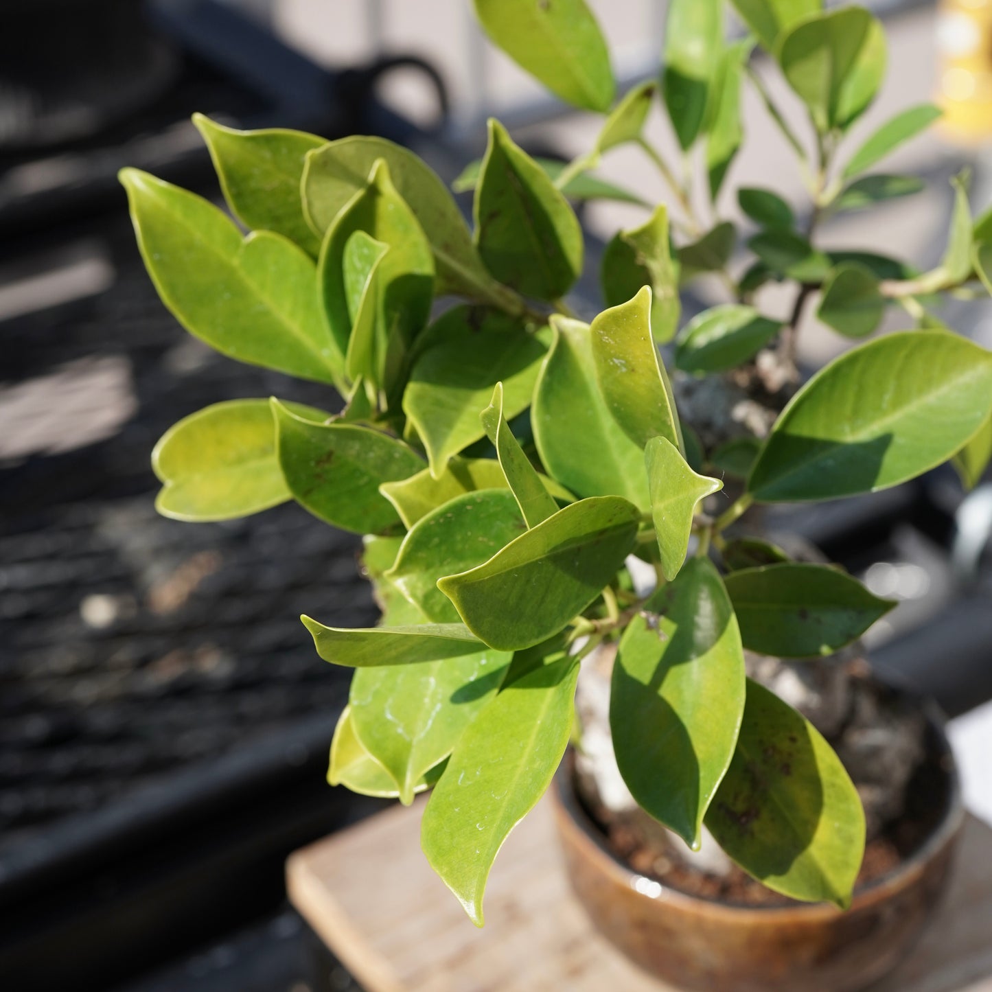 Ficus microcarpa（ガジュマル）No.6