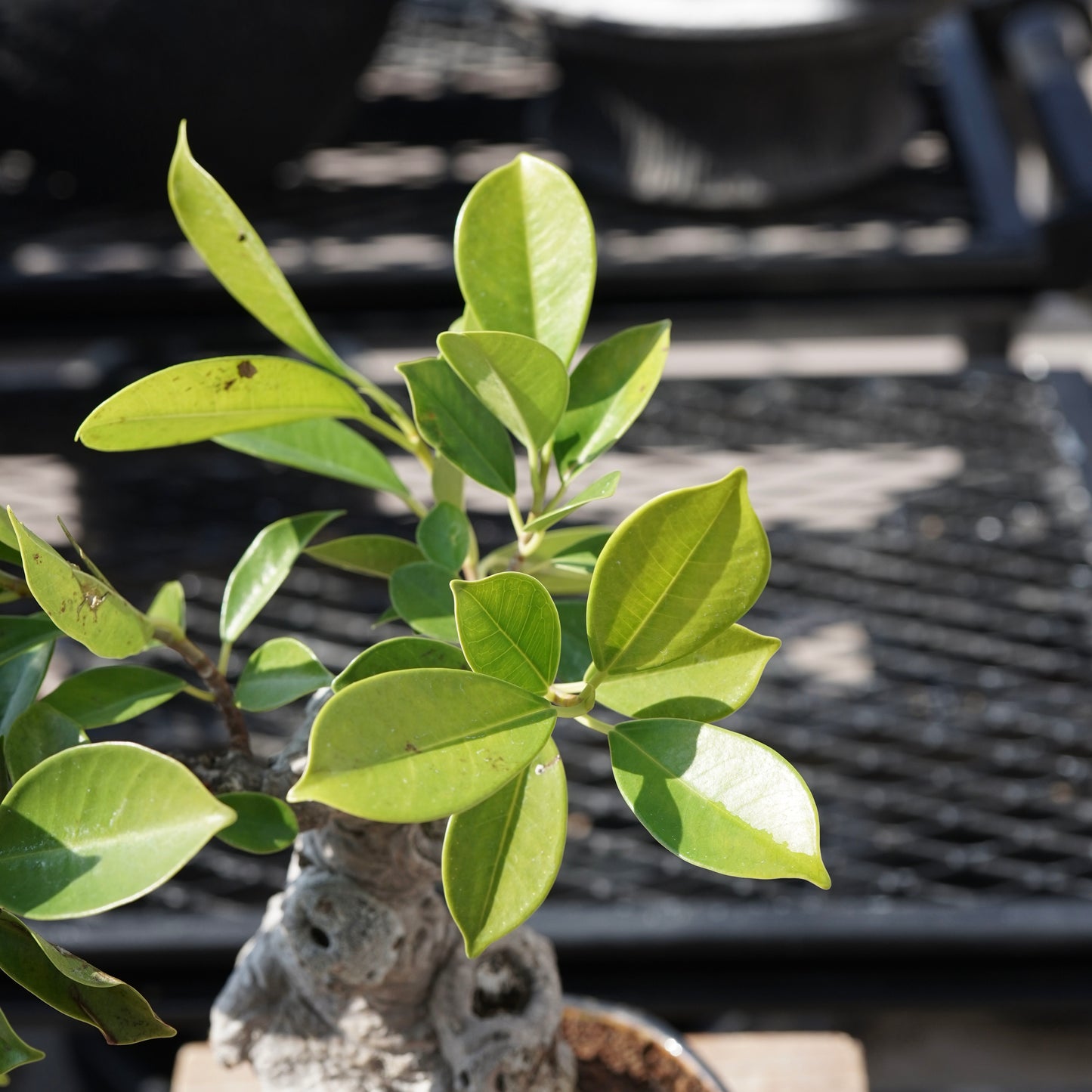 Ficus microcarpa（ガジュマル）No.6