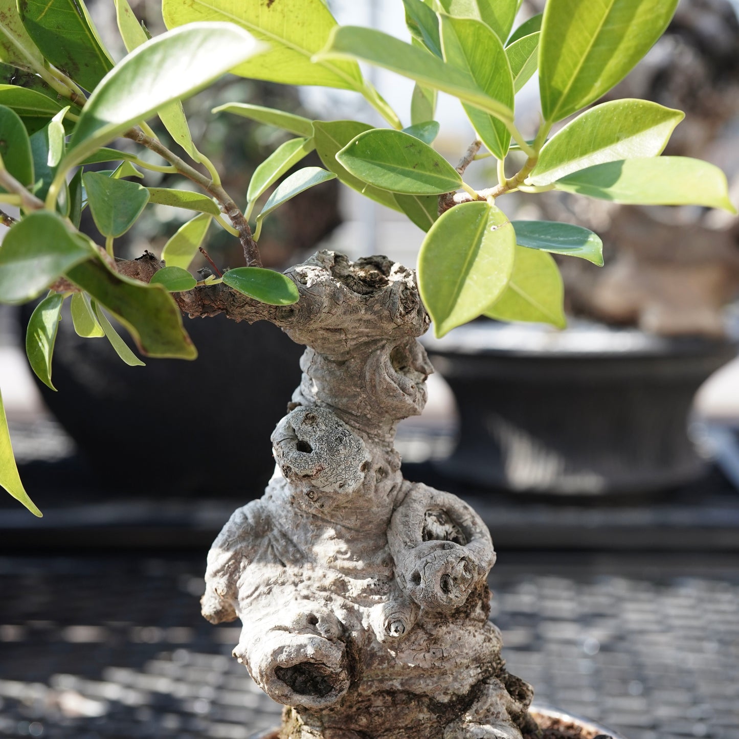 Ficus microcarpa（ガジュマル）No.6