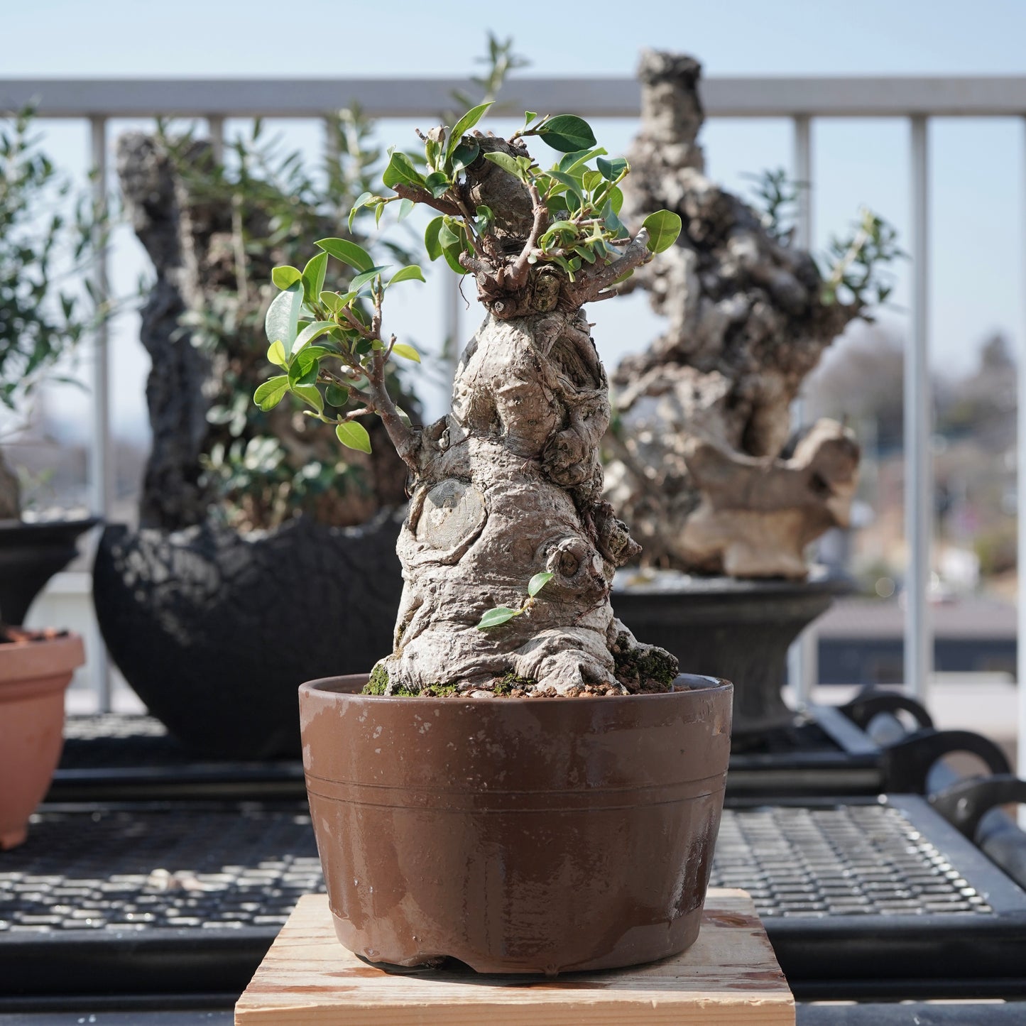 Ficus microcarpa（ガジュマル）No.7