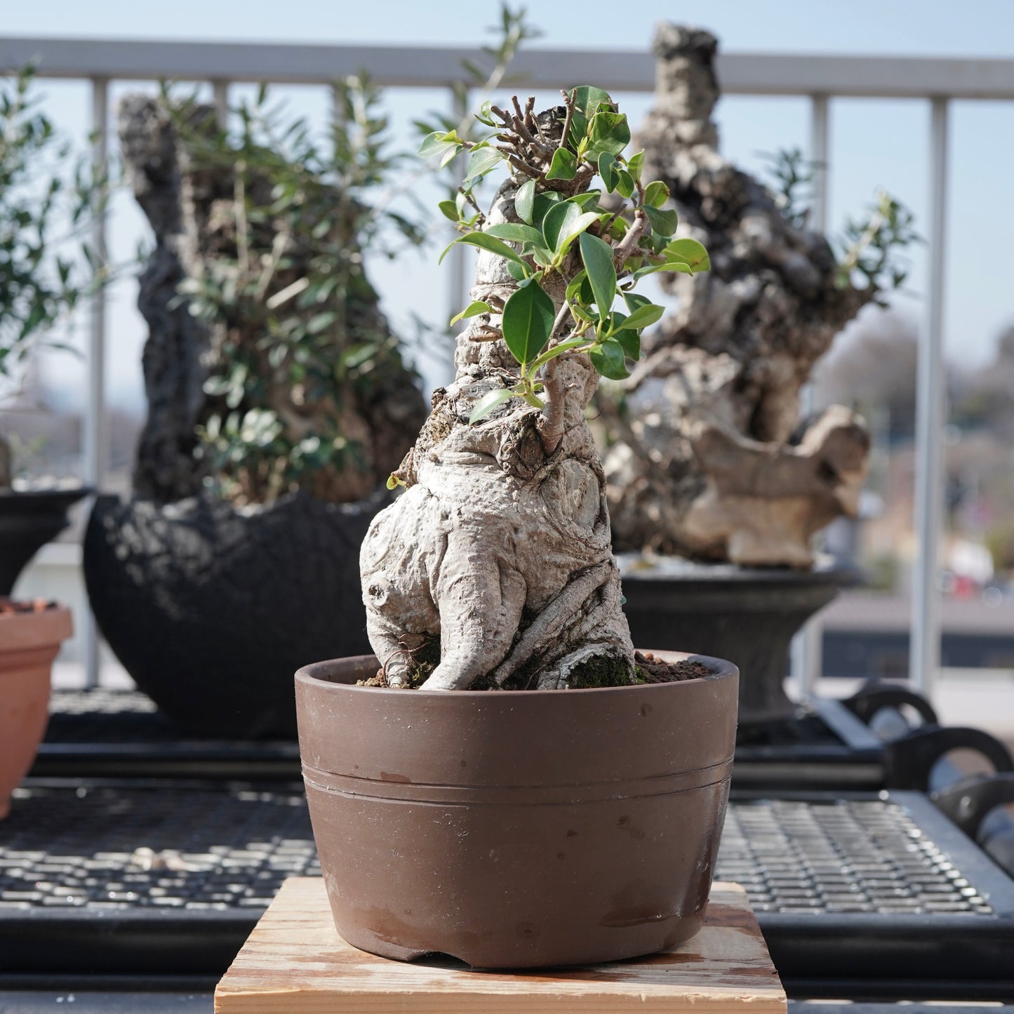 Ficus microcarpa（ガジュマル）No.7
