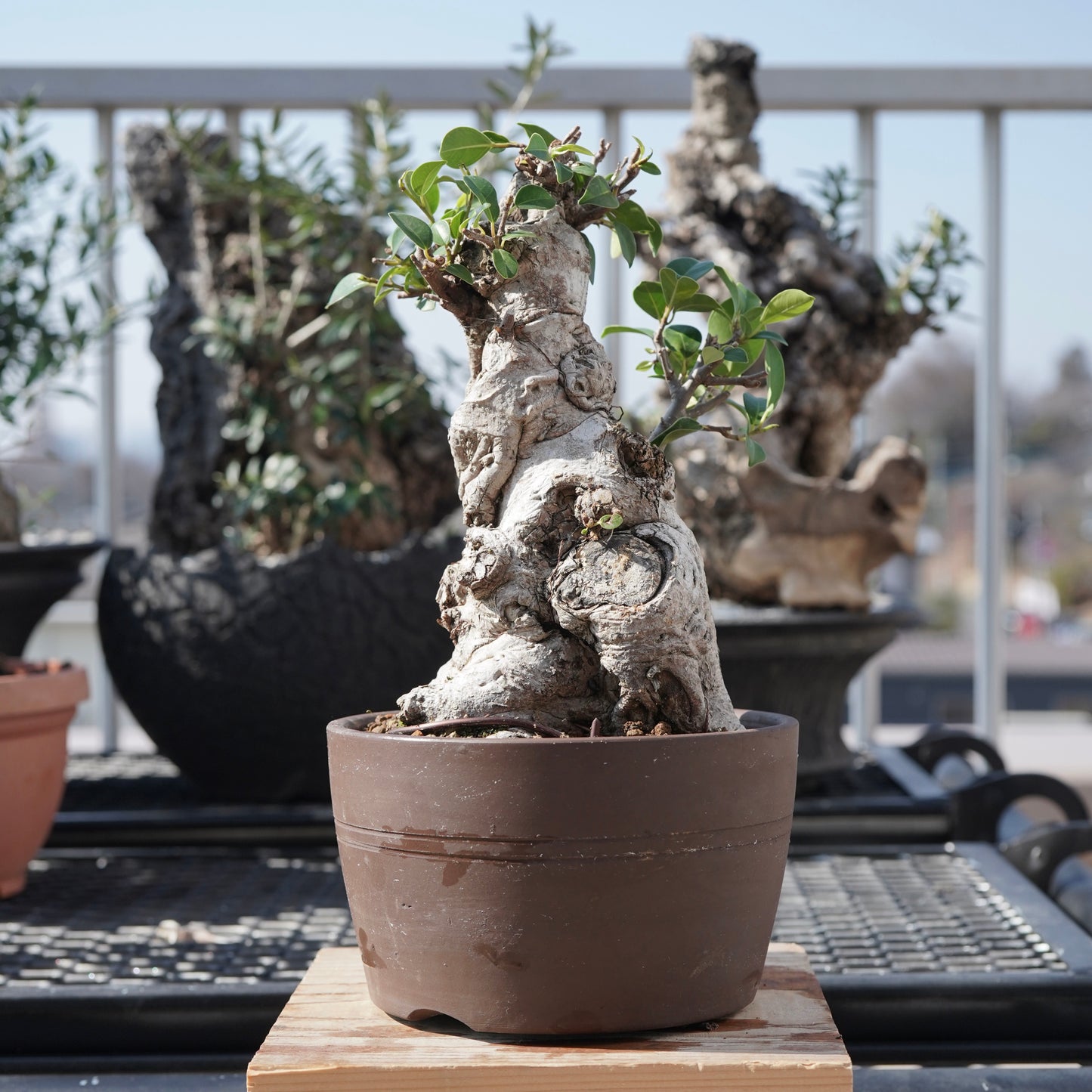Ficus microcarpa（ガジュマル）No.7