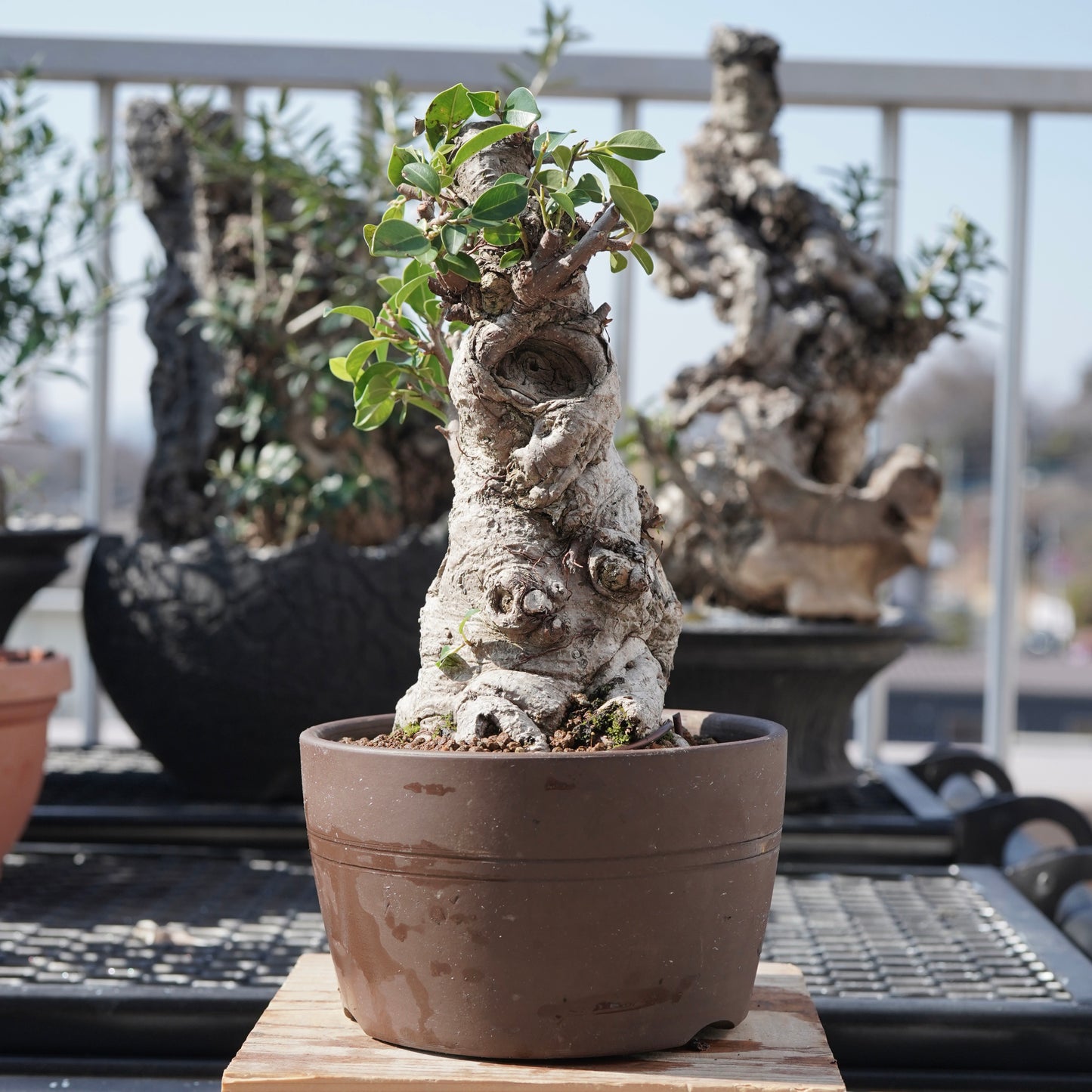 Ficus microcarpa（ガジュマル）No.7