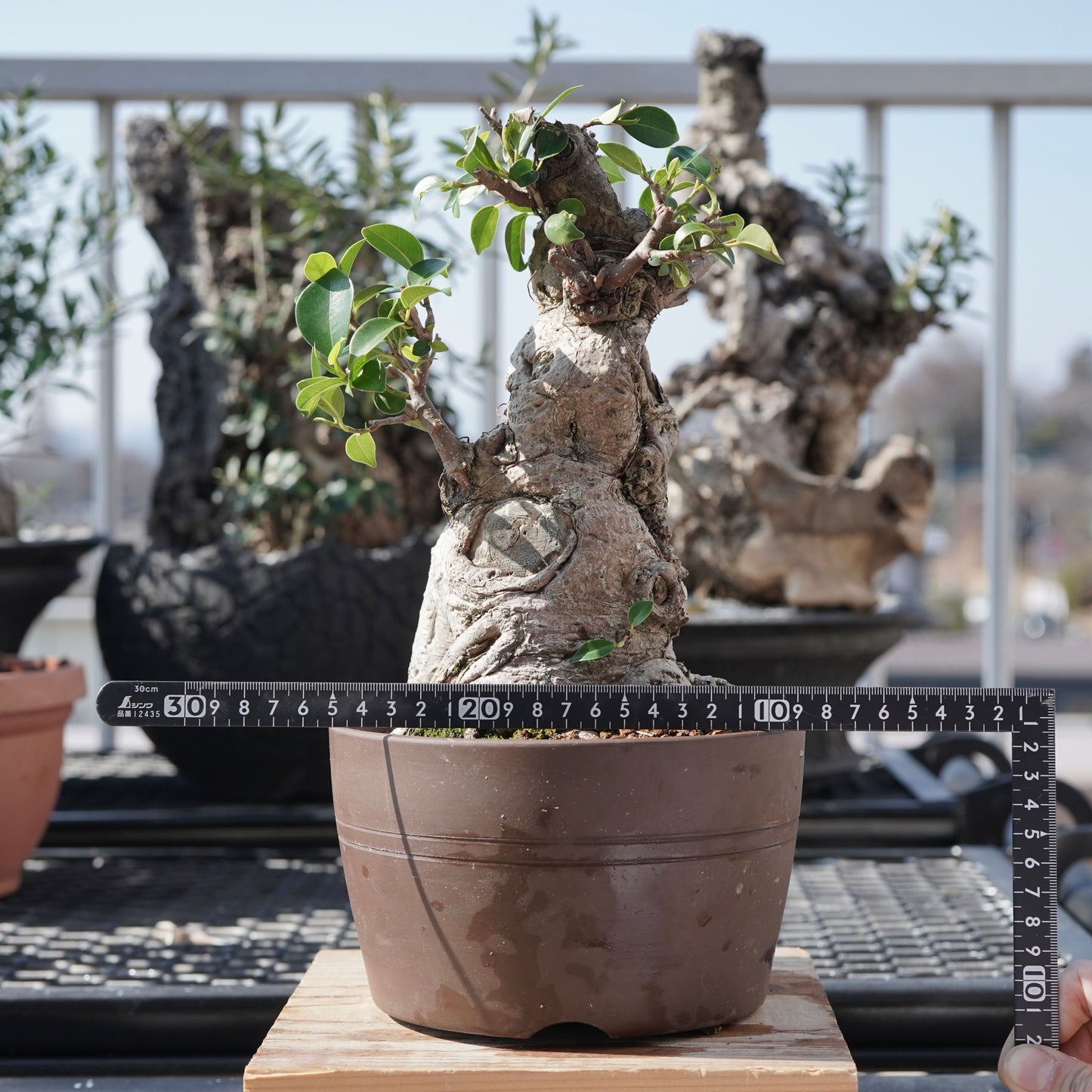 Ficus microcarpa（ガジュマル）No.7