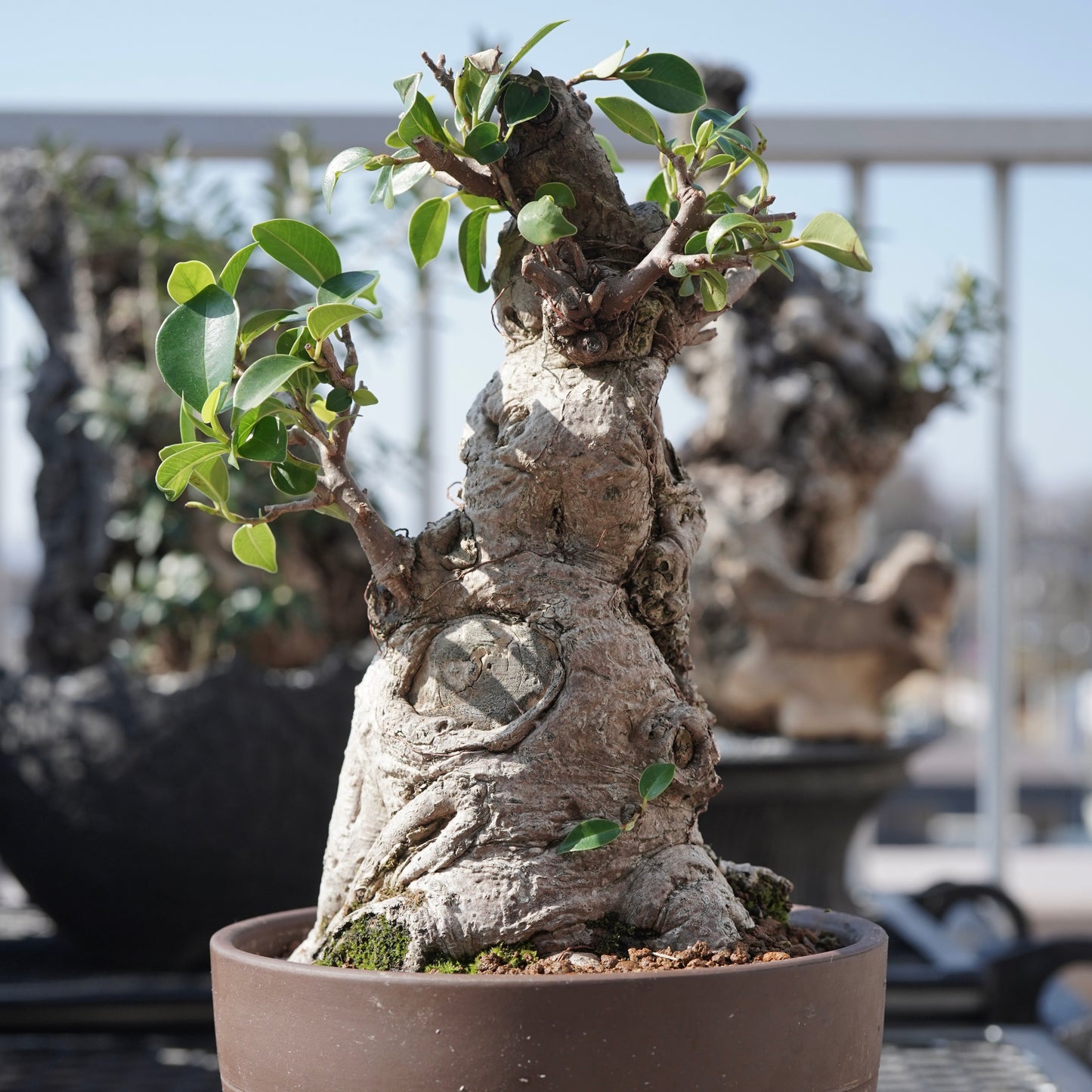 Ficus microcarpa（ガジュマル）No.7
