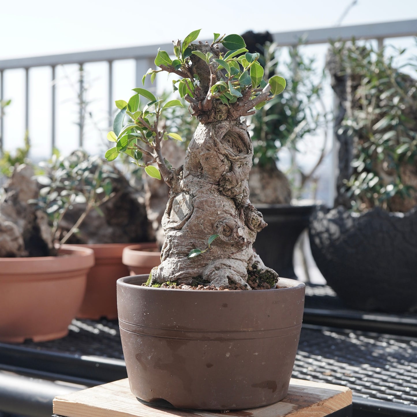 Ficus microcarpa（ガジュマル）No.7