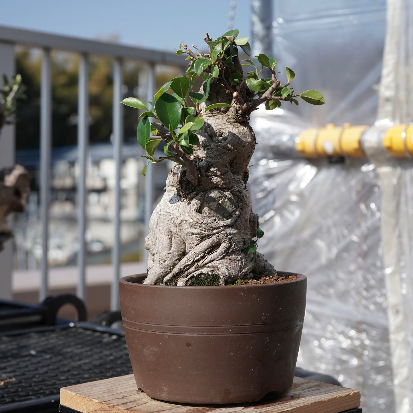 Ficus microcarpa（ガジュマル）No.7