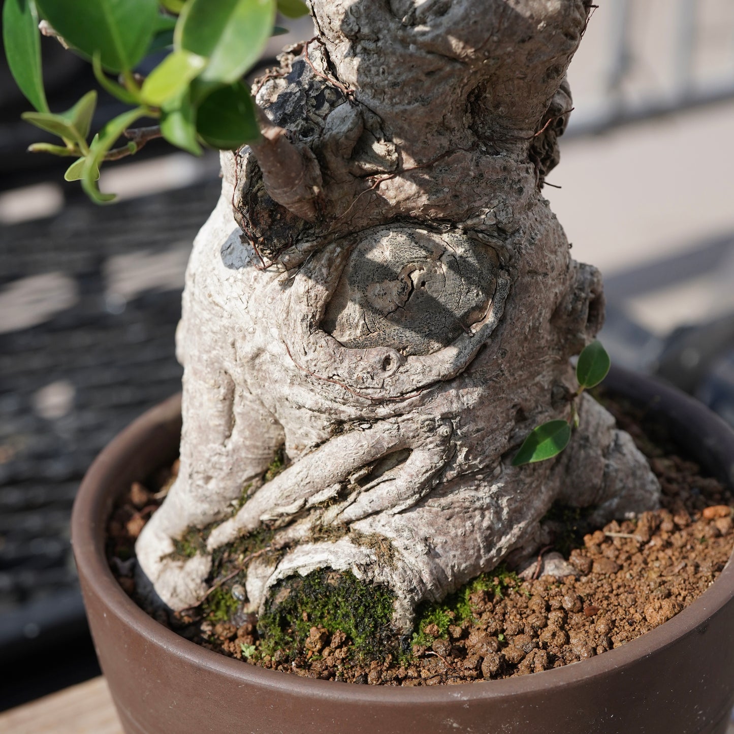 Ficus microcarpa（ガジュマル）No.7