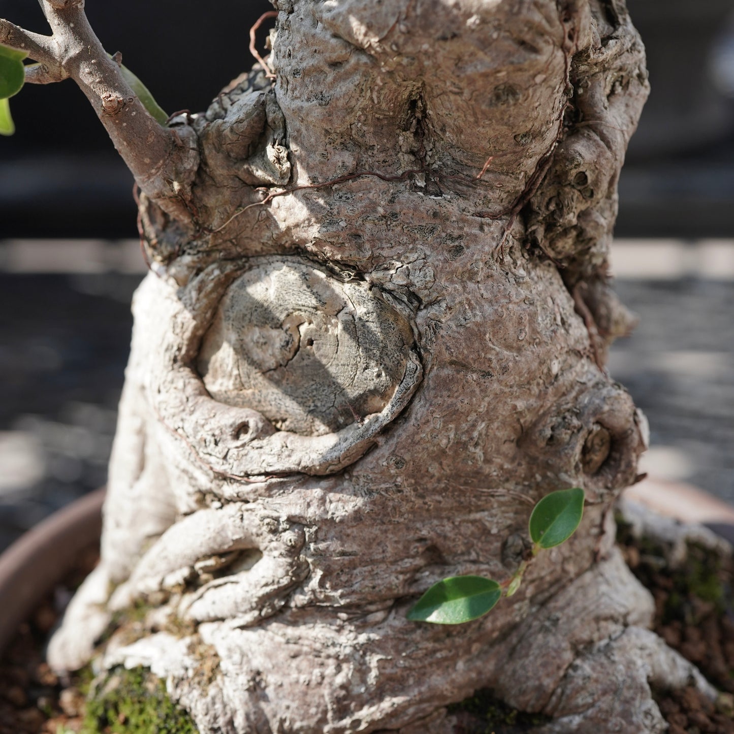 Ficus microcarpa（ガジュマル）No.7
