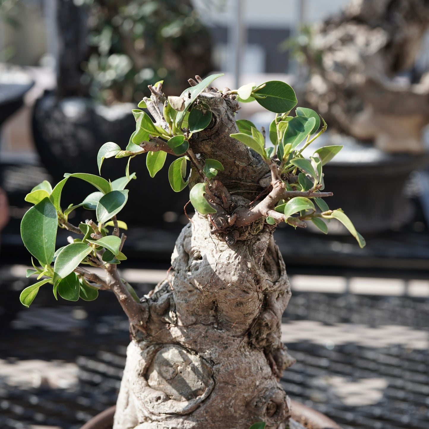 Ficus microcarpa（ガジュマル）No.7
