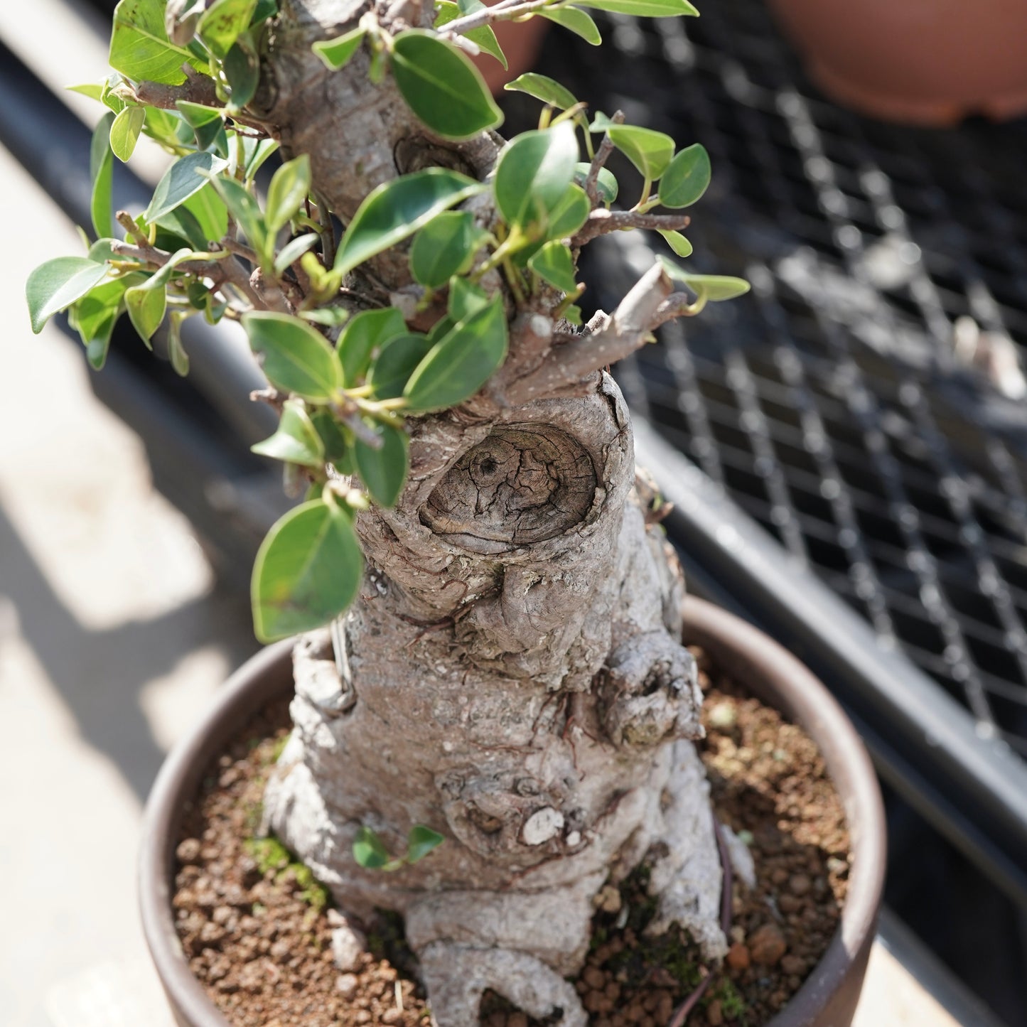 Ficus microcarpa（ガジュマル）No.7