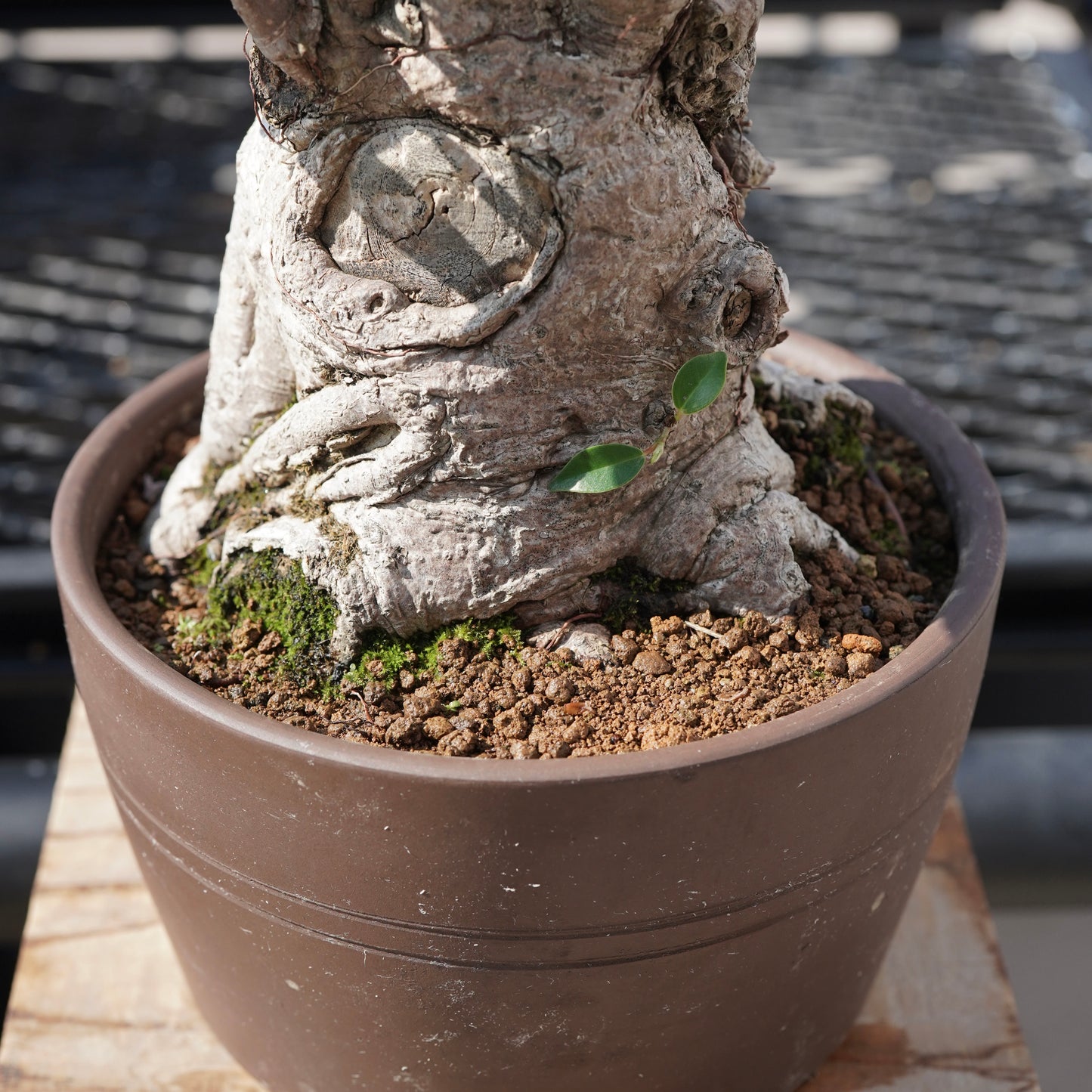 Ficus microcarpa（ガジュマル）No.7