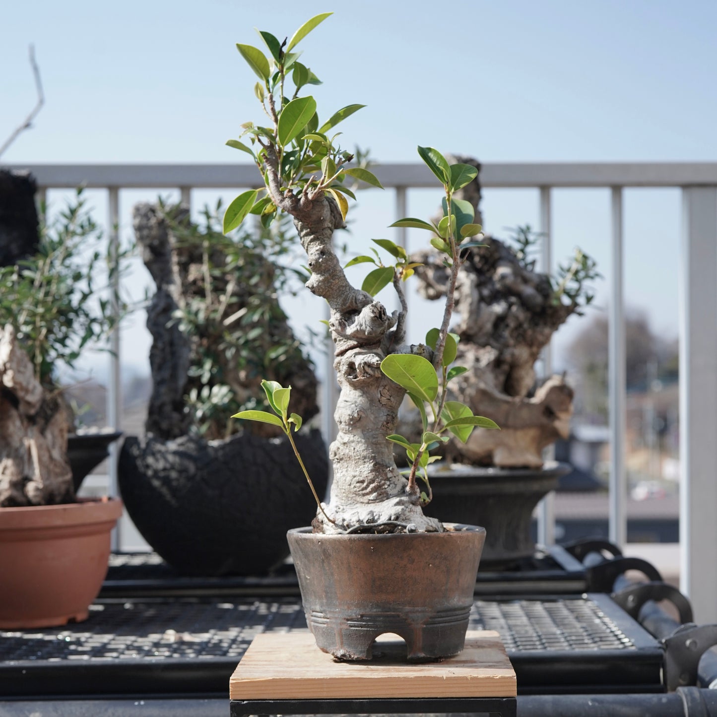 Ficus microcarpa（ガジュマル）No.8