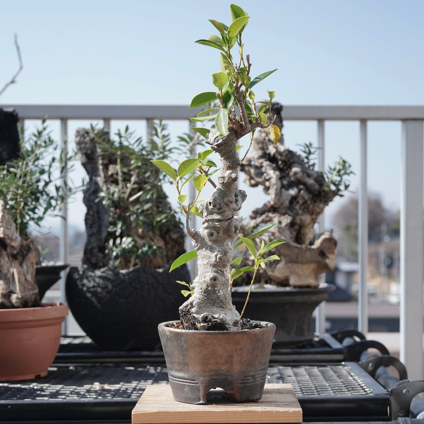 Ficus microcarpa（ガジュマル）No.8