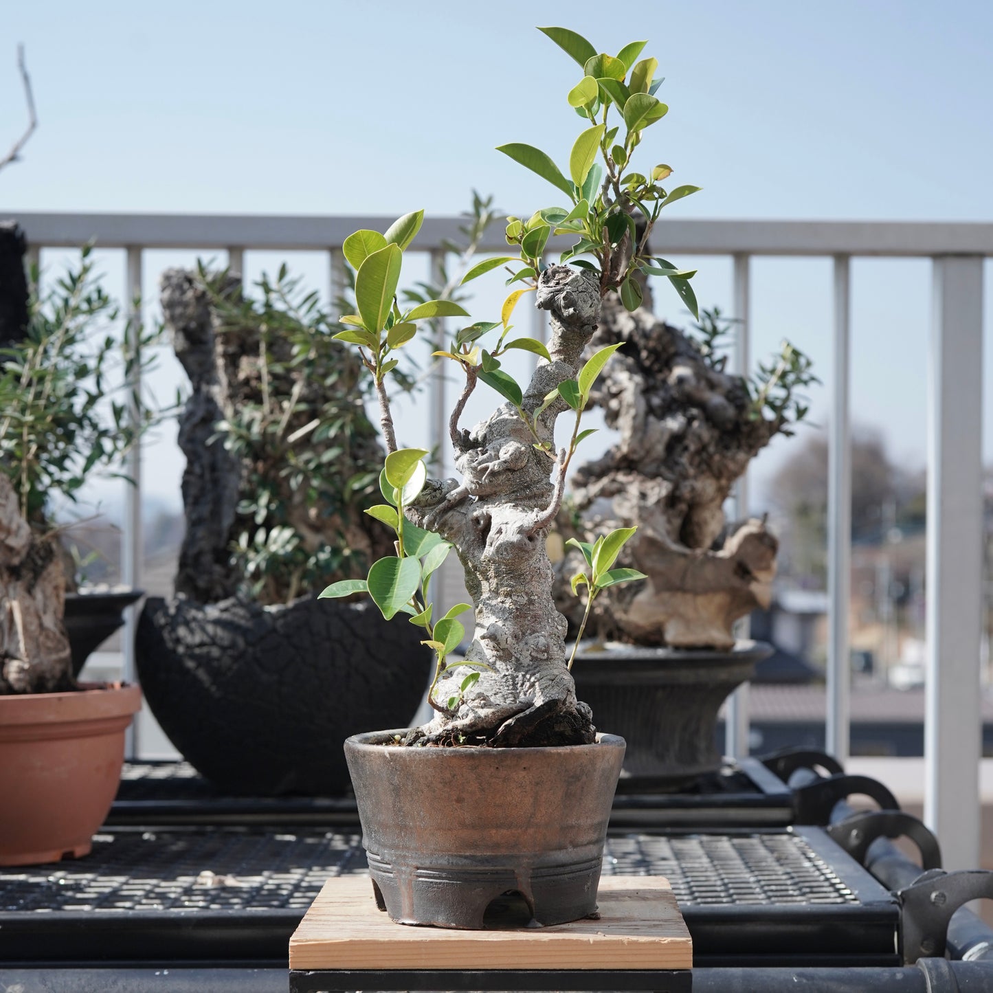 Ficus microcarpa（ガジュマル）No.8