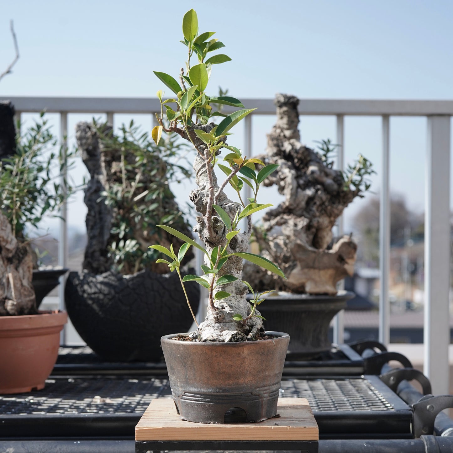 Ficus microcarpa（ガジュマル）No.8