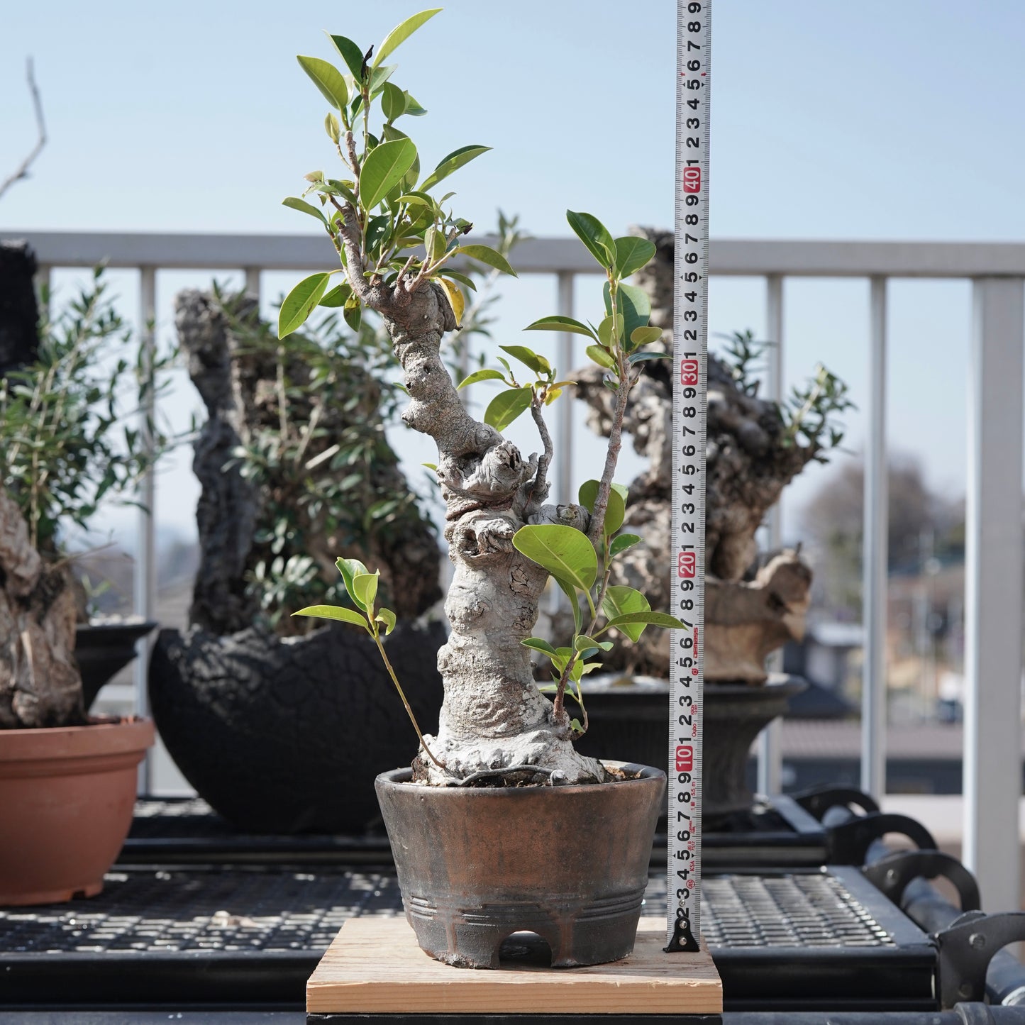 Ficus microcarpa（ガジュマル）No.8