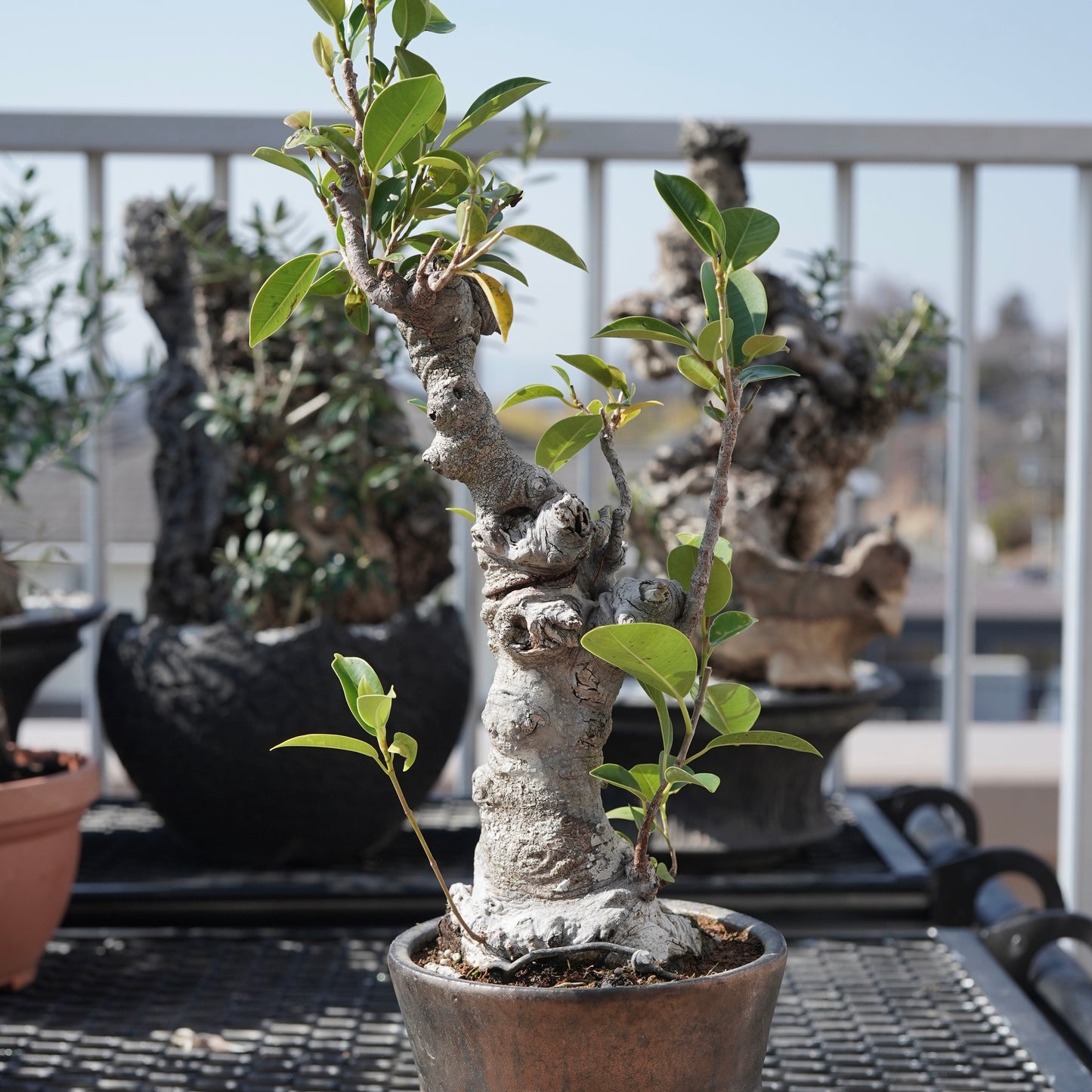 Ficus microcarpa（ガジュマル）No.8