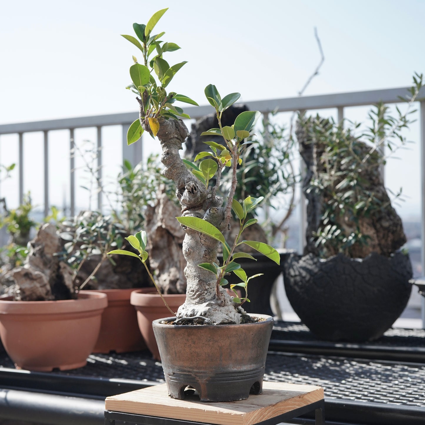 Ficus microcarpa（ガジュマル）No.8