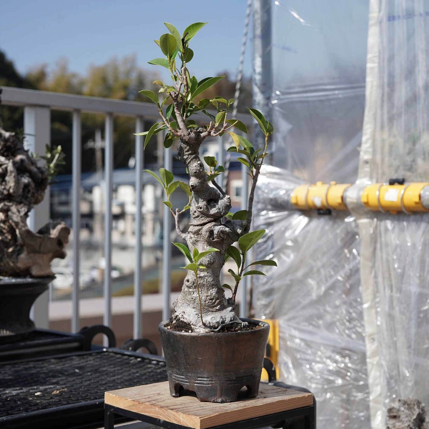 Ficus microcarpa（ガジュマル）No.8
