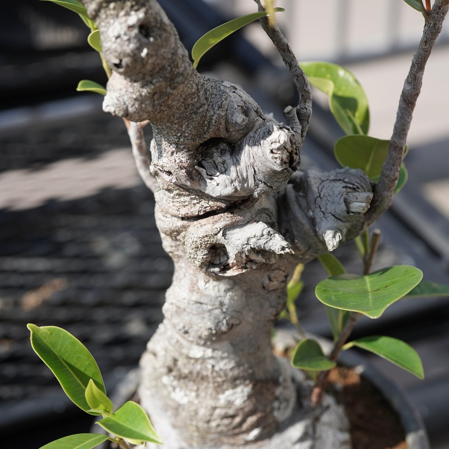 Ficus microcarpa（ガジュマル）No.8