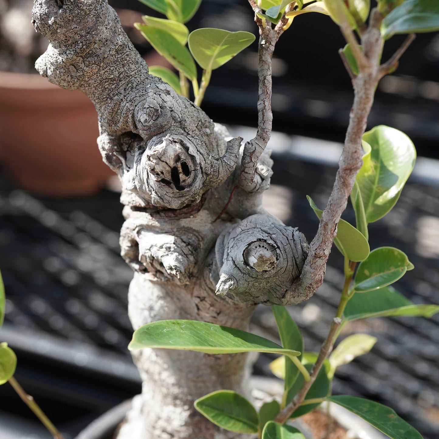 Ficus microcarpa（ガジュマル）No.8
