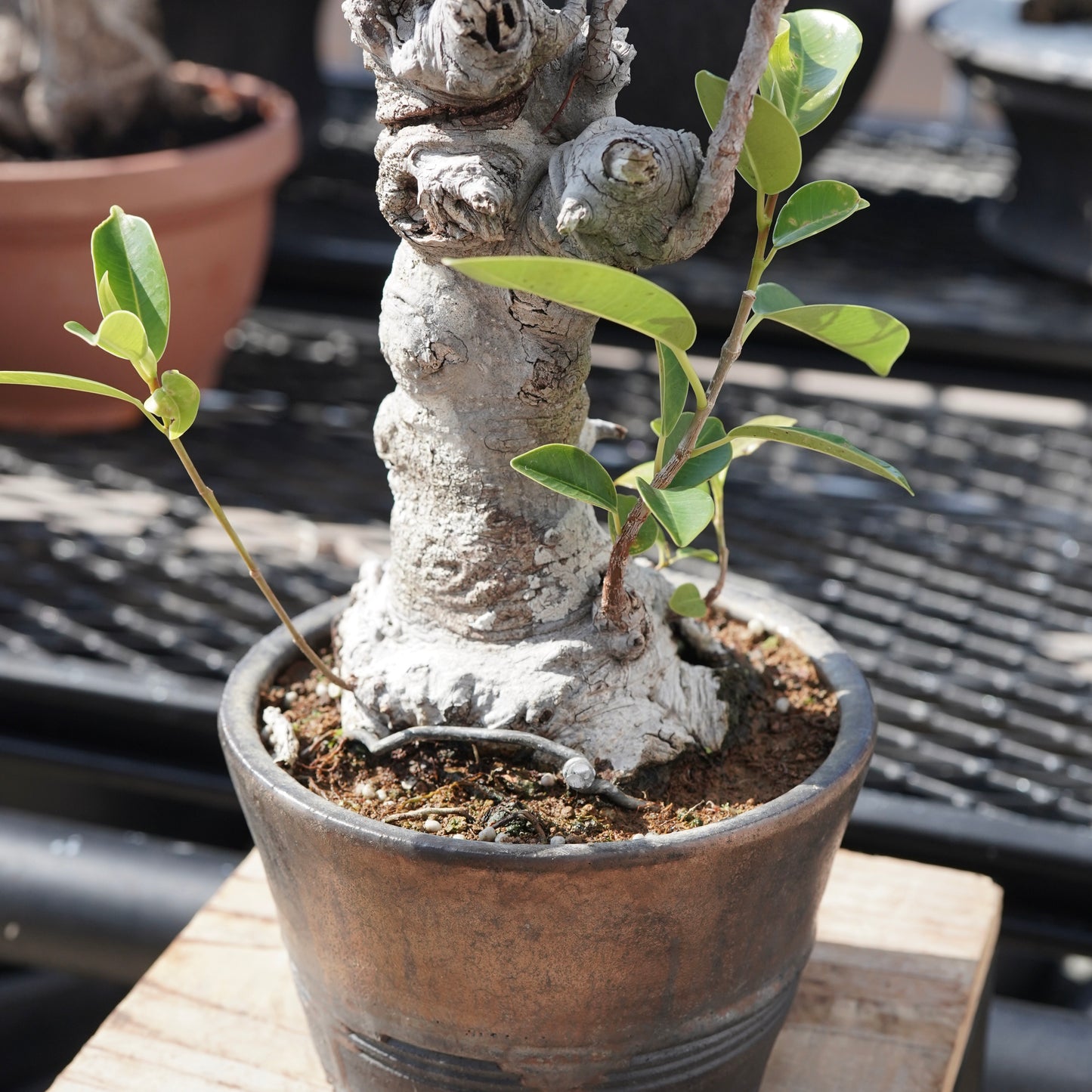 Ficus microcarpa（ガジュマル）No.8