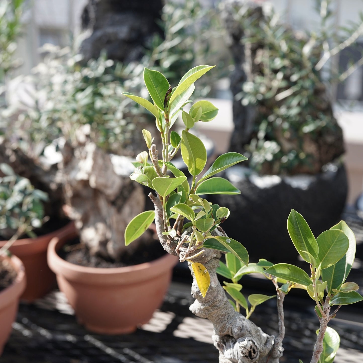 Ficus microcarpa（ガジュマル）No.8