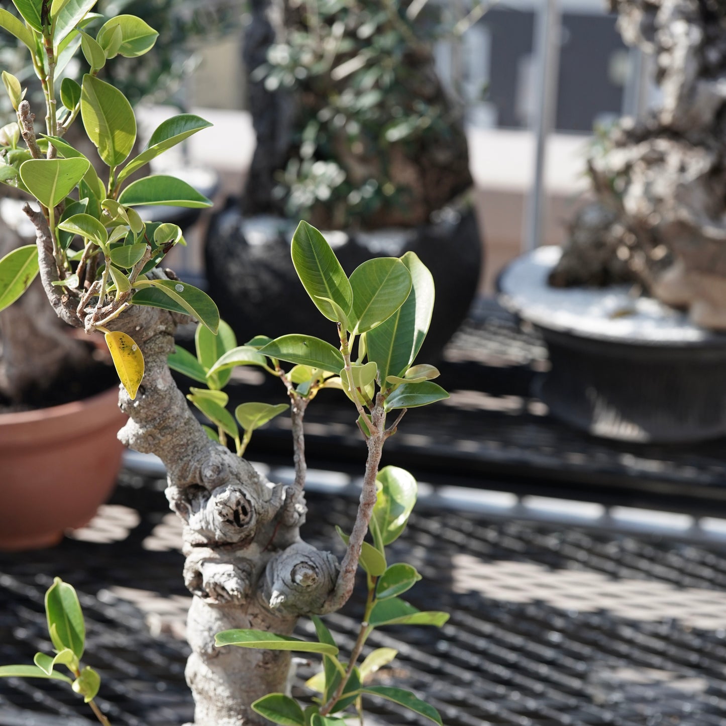 Ficus microcarpa（ガジュマル）No.8