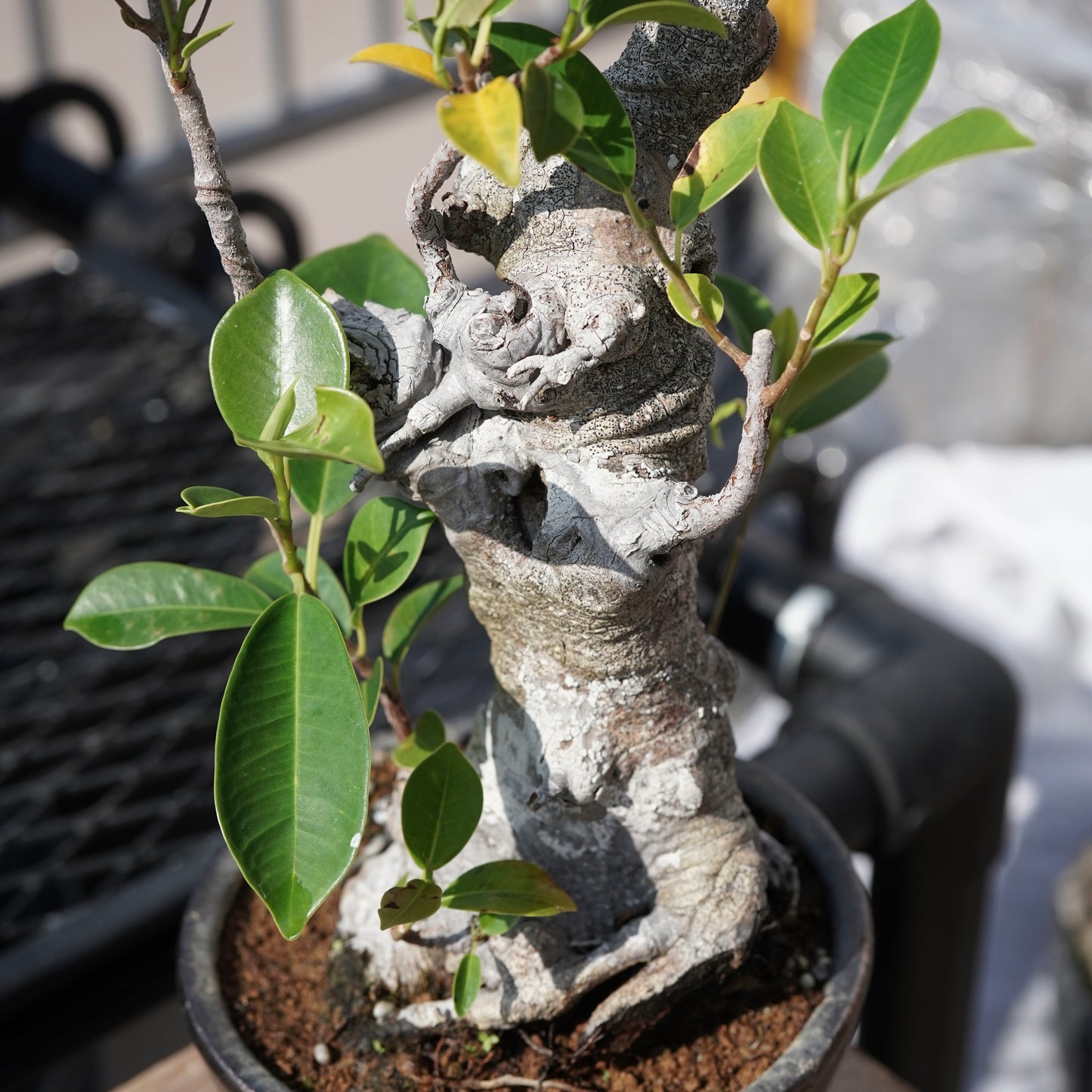 Ficus microcarpa（ガジュマル）No.8