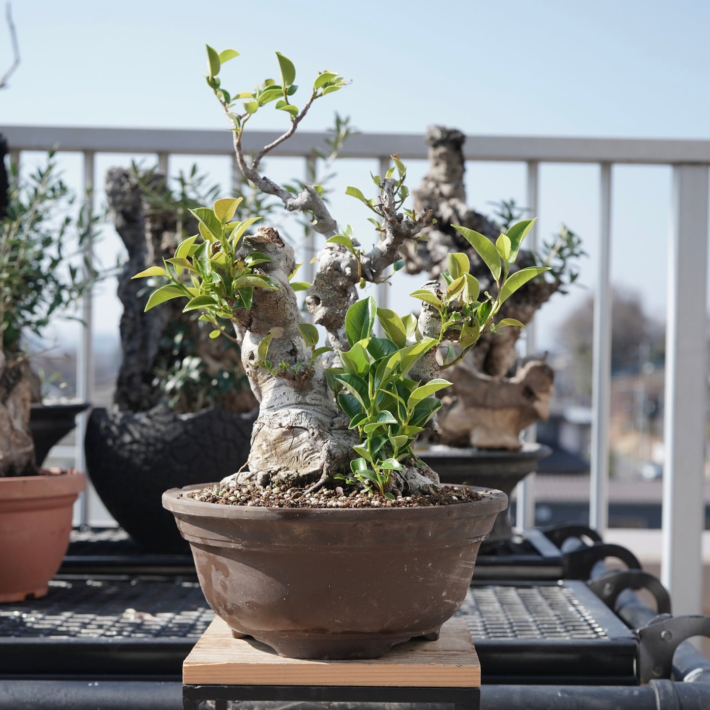 Ficus microcarpa（ガジュマル）No.9