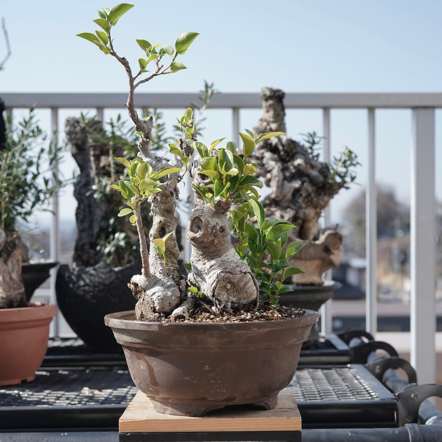 Ficus microcarpa（ガジュマル）No.9