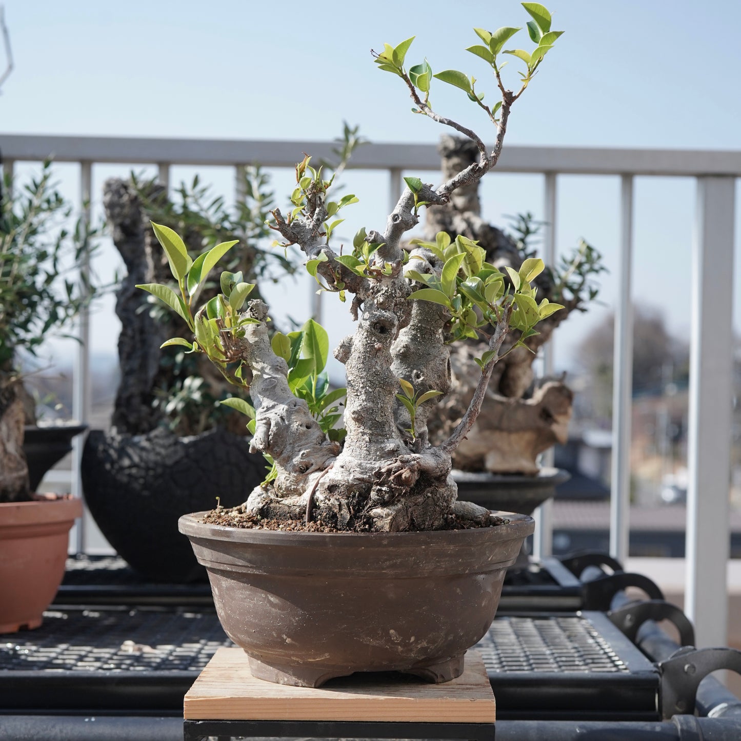 Ficus microcarpa（ガジュマル）No.9