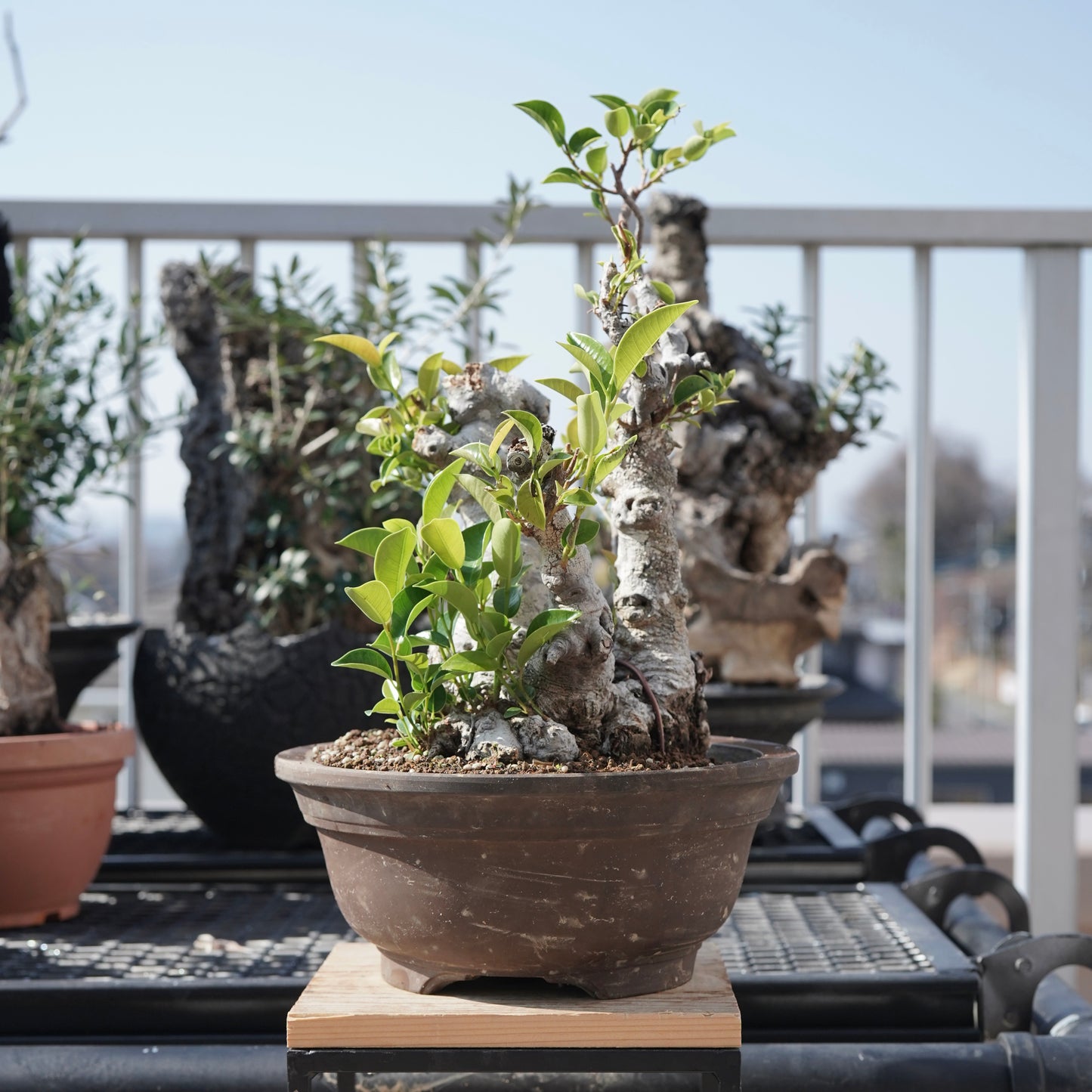 Ficus microcarpa（ガジュマル）No.9