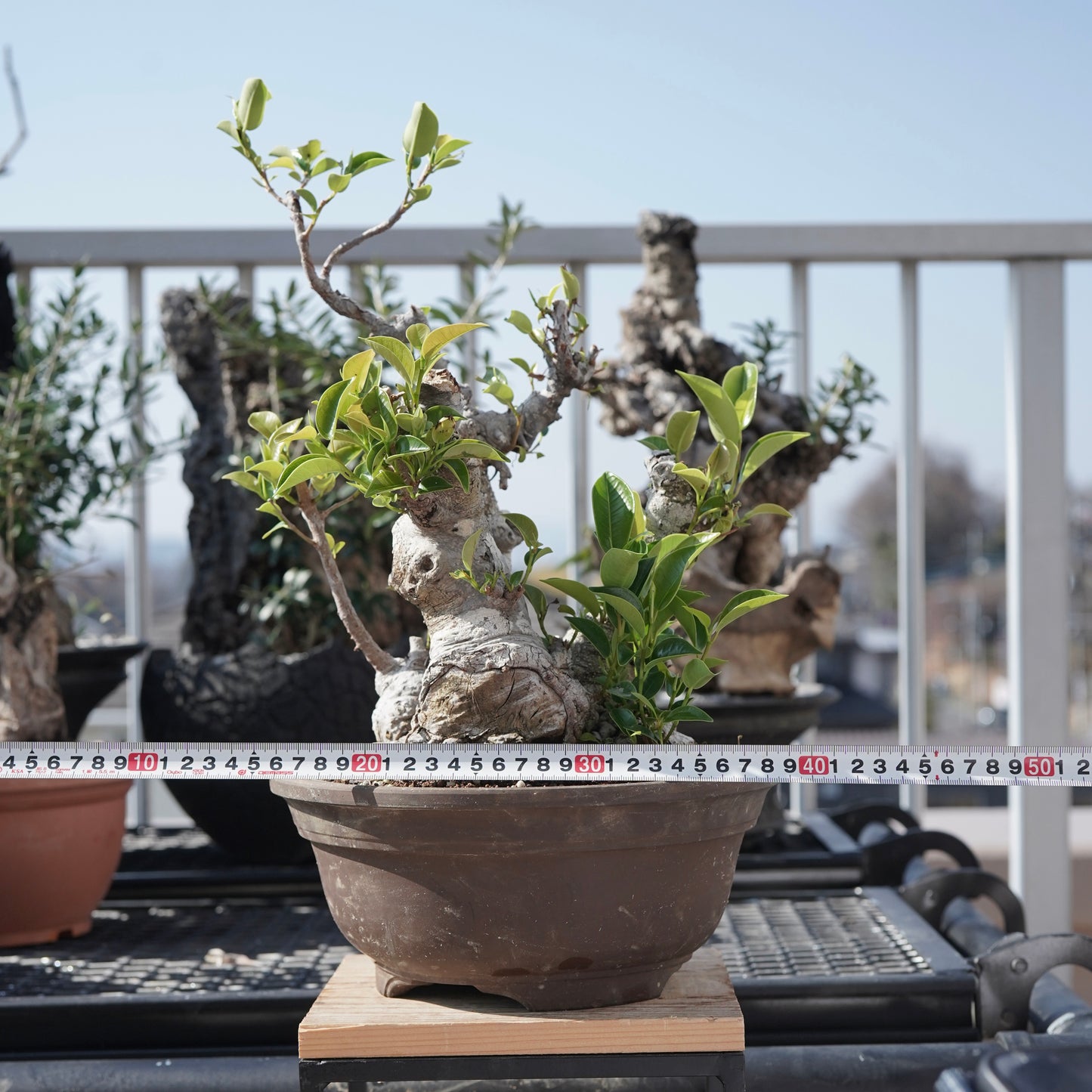 Ficus microcarpa（ガジュマル）No.9