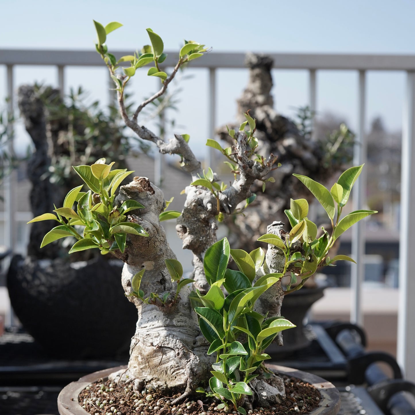 Ficus microcarpa（ガジュマル）No.9