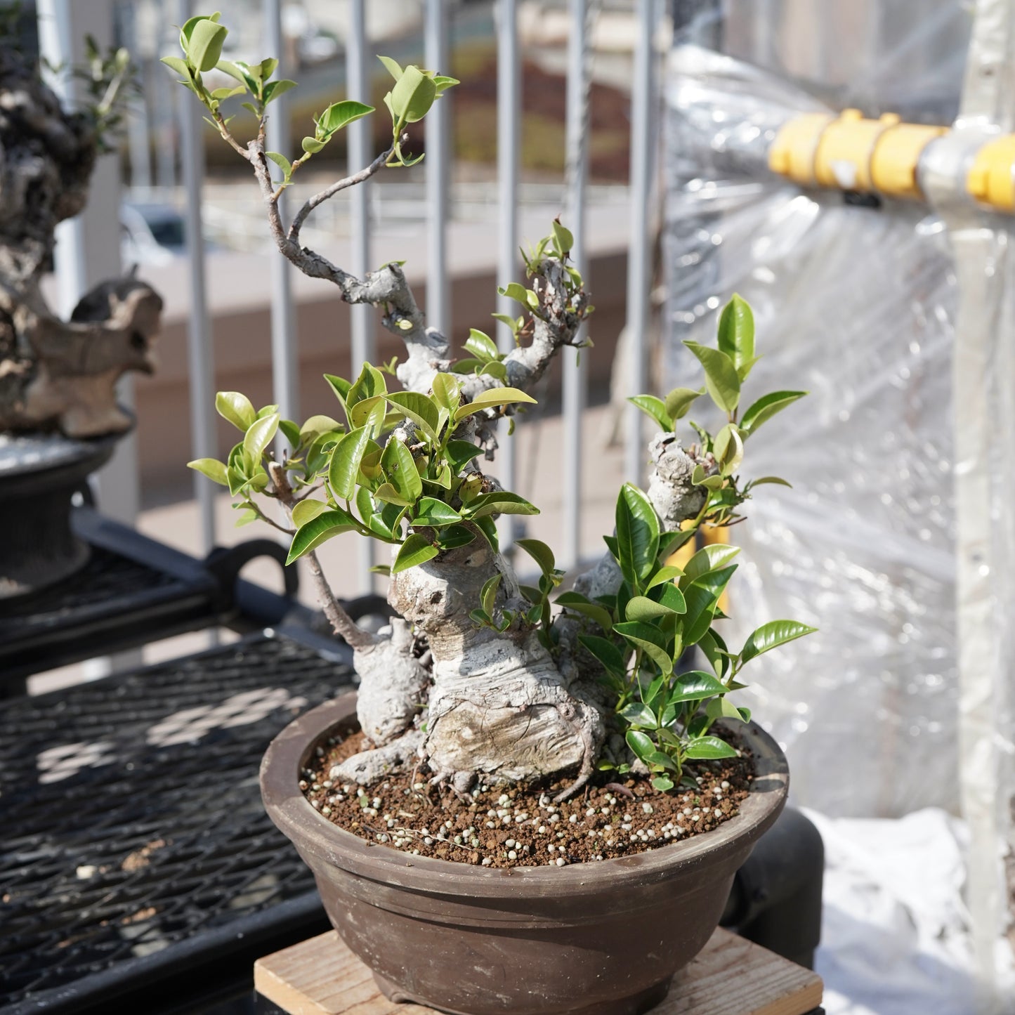 Ficus microcarpa（ガジュマル）No.9