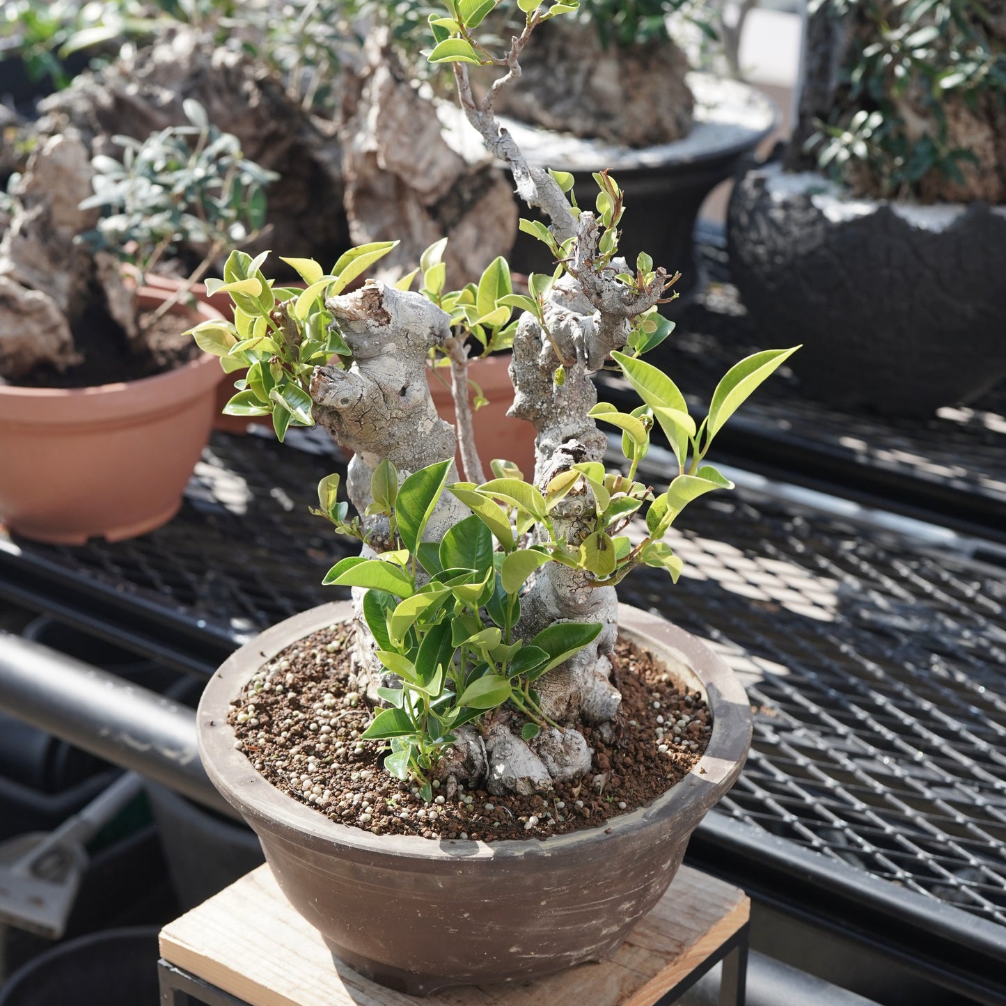 Ficus microcarpa（ガジュマル）No.9