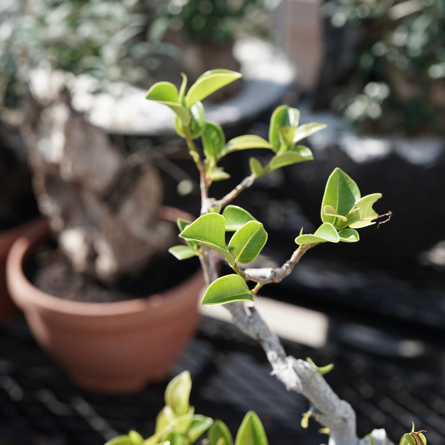 Ficus microcarpa（ガジュマル）No.9