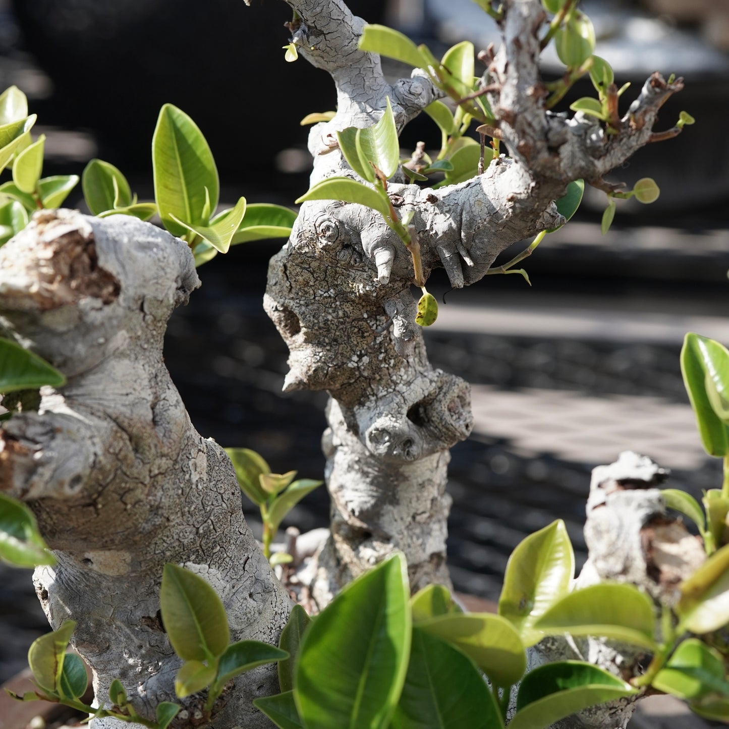 Ficus microcarpa（ガジュマル）No.9