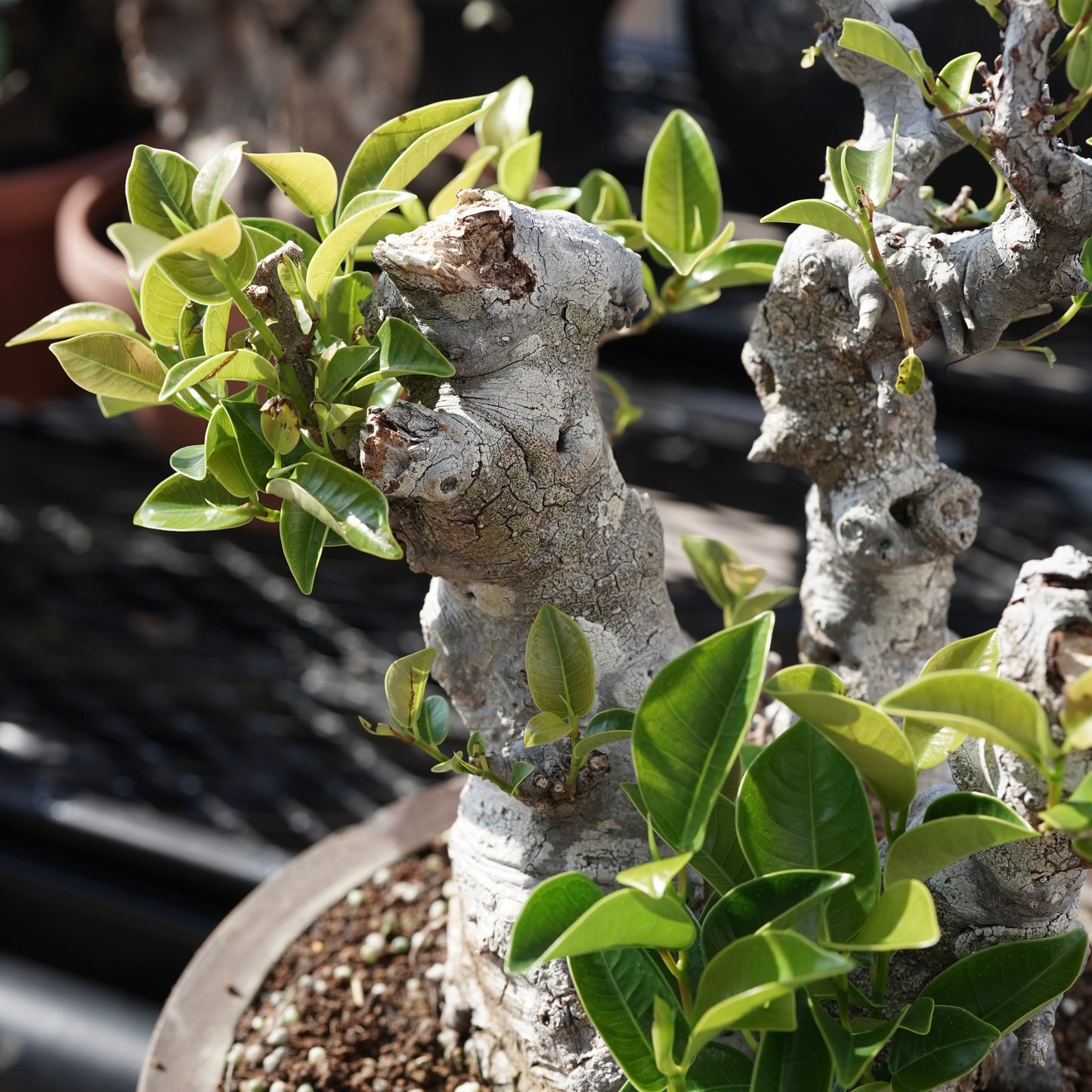 Ficus microcarpa（ガジュマル）No.9