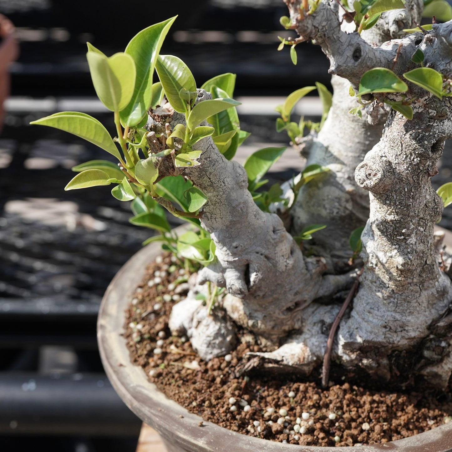 Ficus microcarpa（ガジュマル）No.9