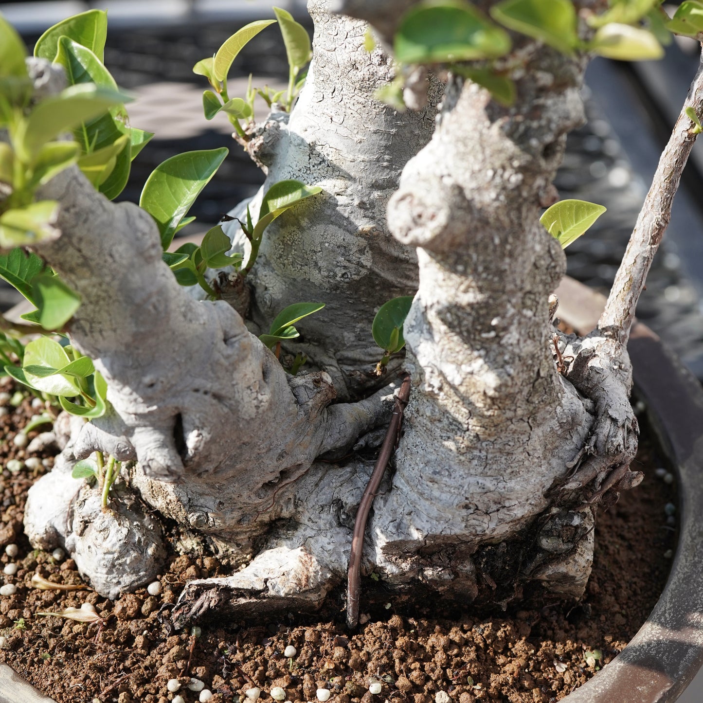 Ficus microcarpa（ガジュマル）No.9
