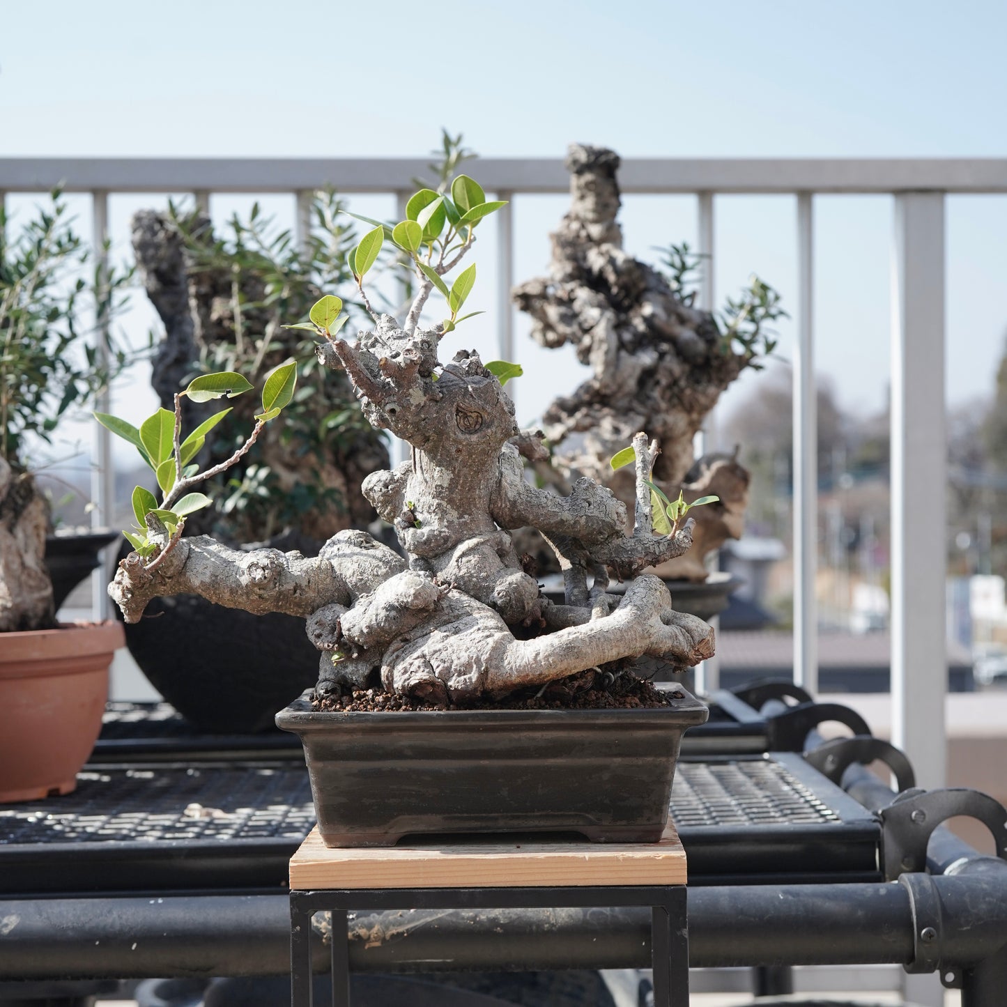 Ficus microcarpa（ガジュマル）No.10