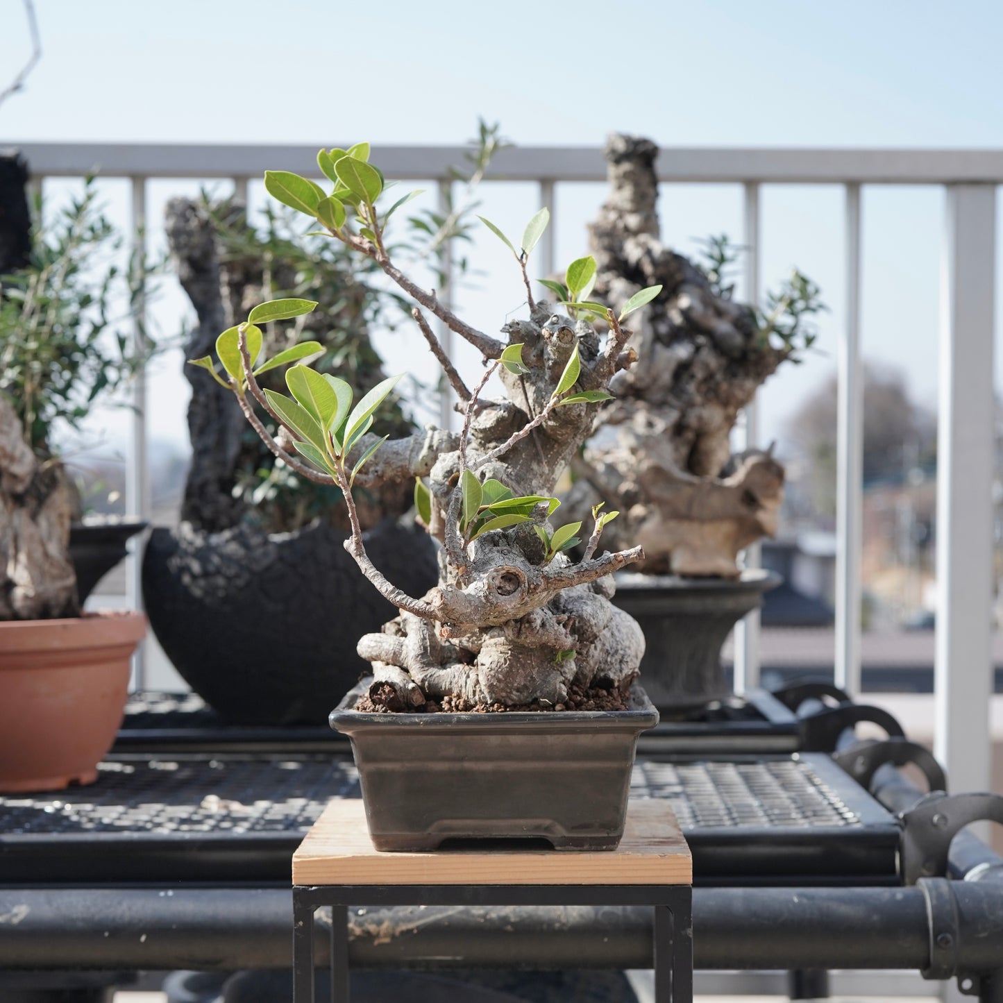 Ficus microcarpa（ガジュマル）No.10