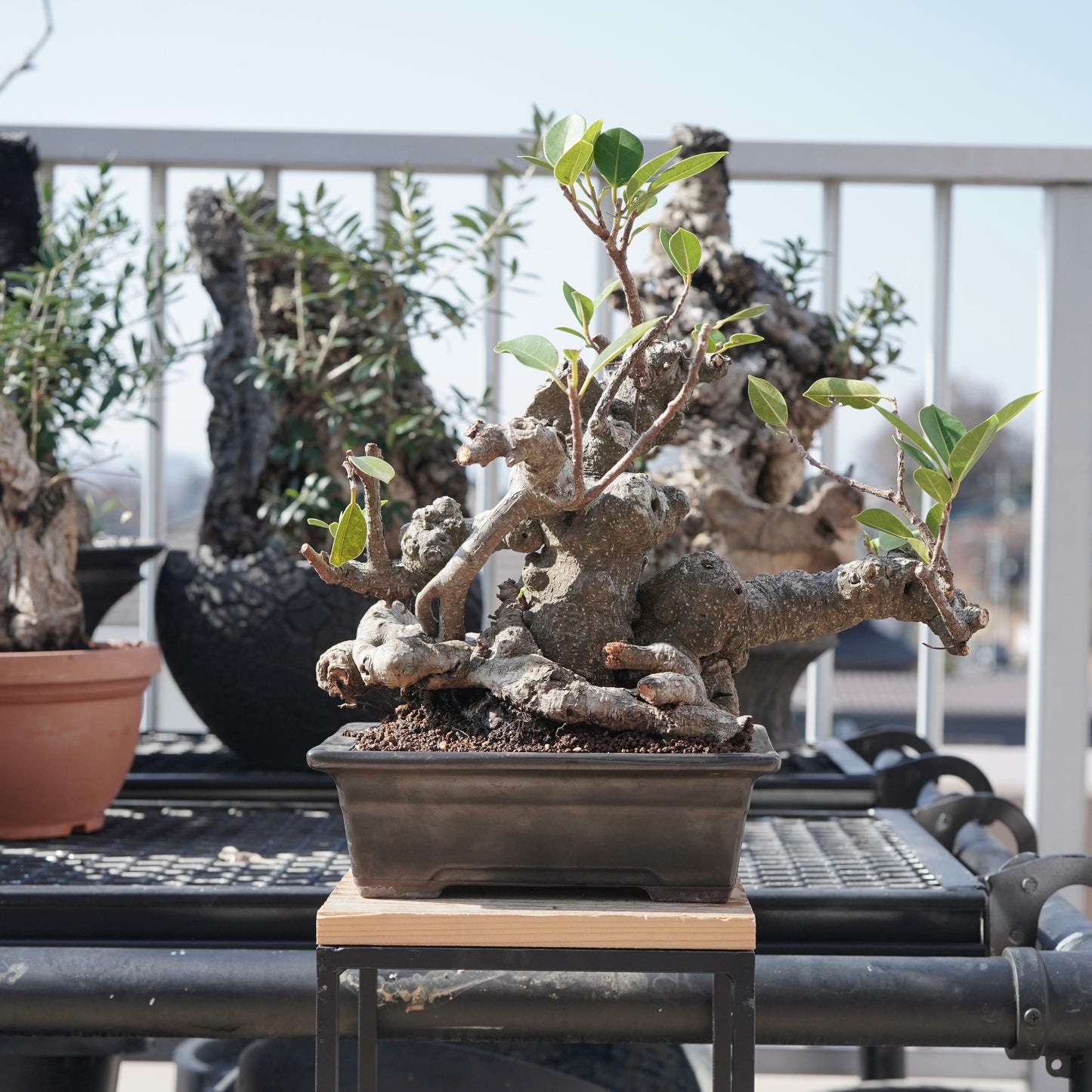 Ficus microcarpa（ガジュマル）No.10