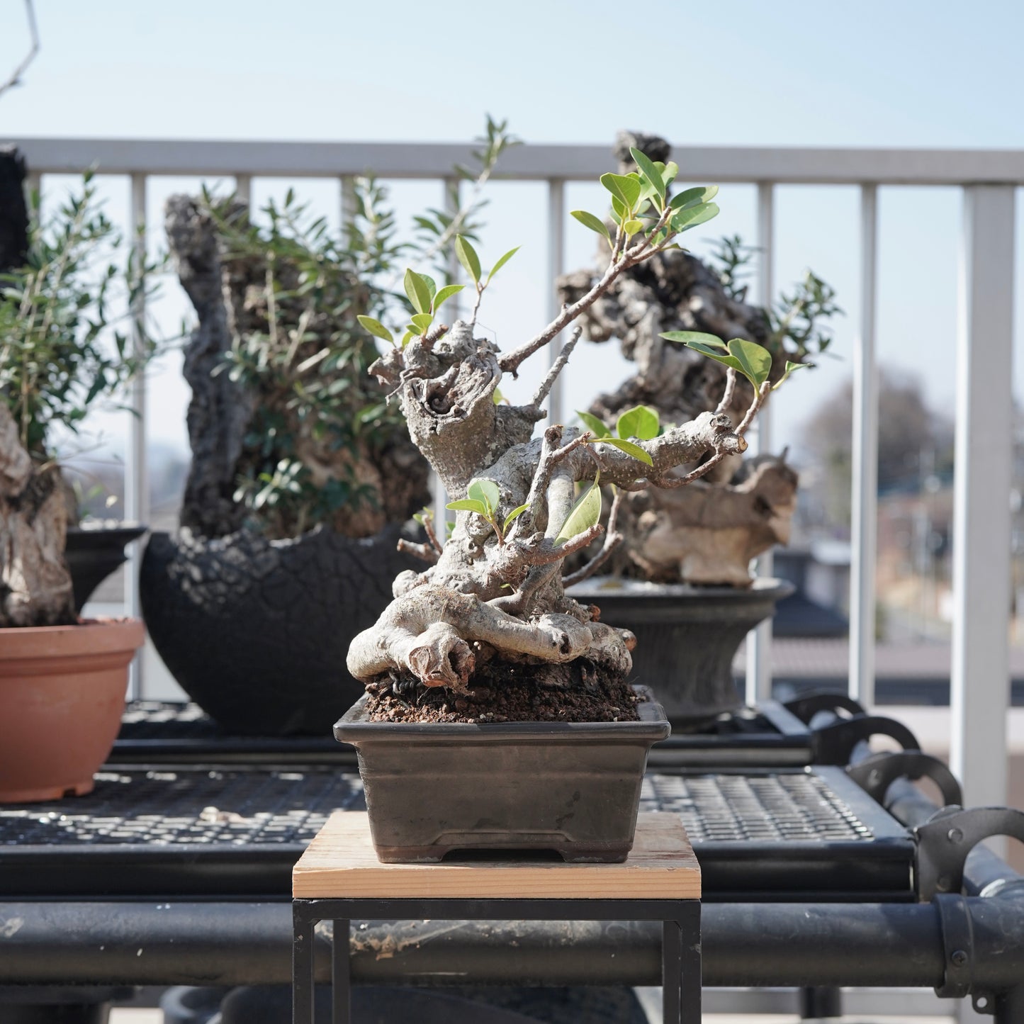 Ficus microcarpa（ガジュマル）No.10